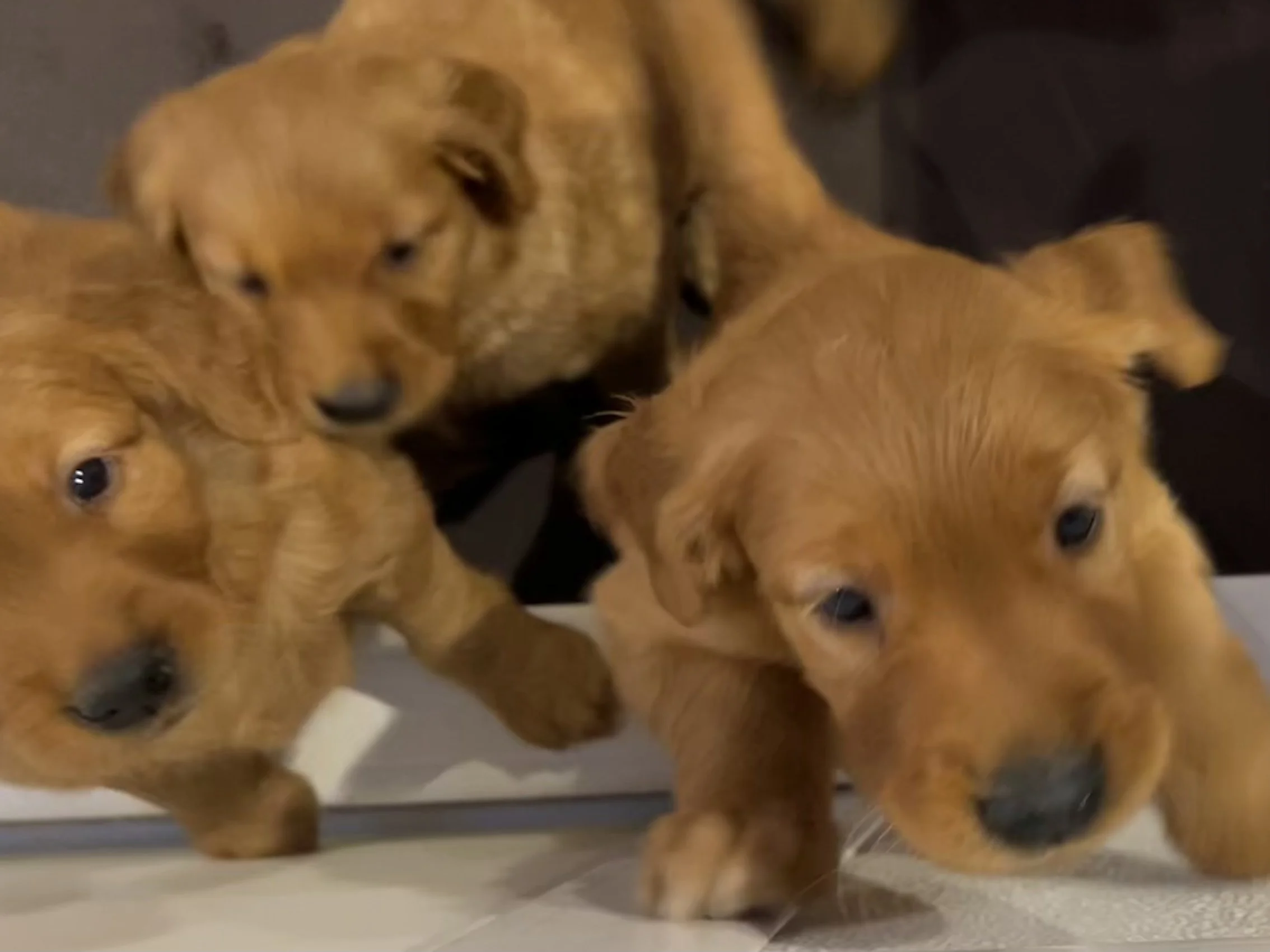 Three adorable brown puppies puppies on a tiled floor, some looking at the camera and others looking away, with a dark background.
