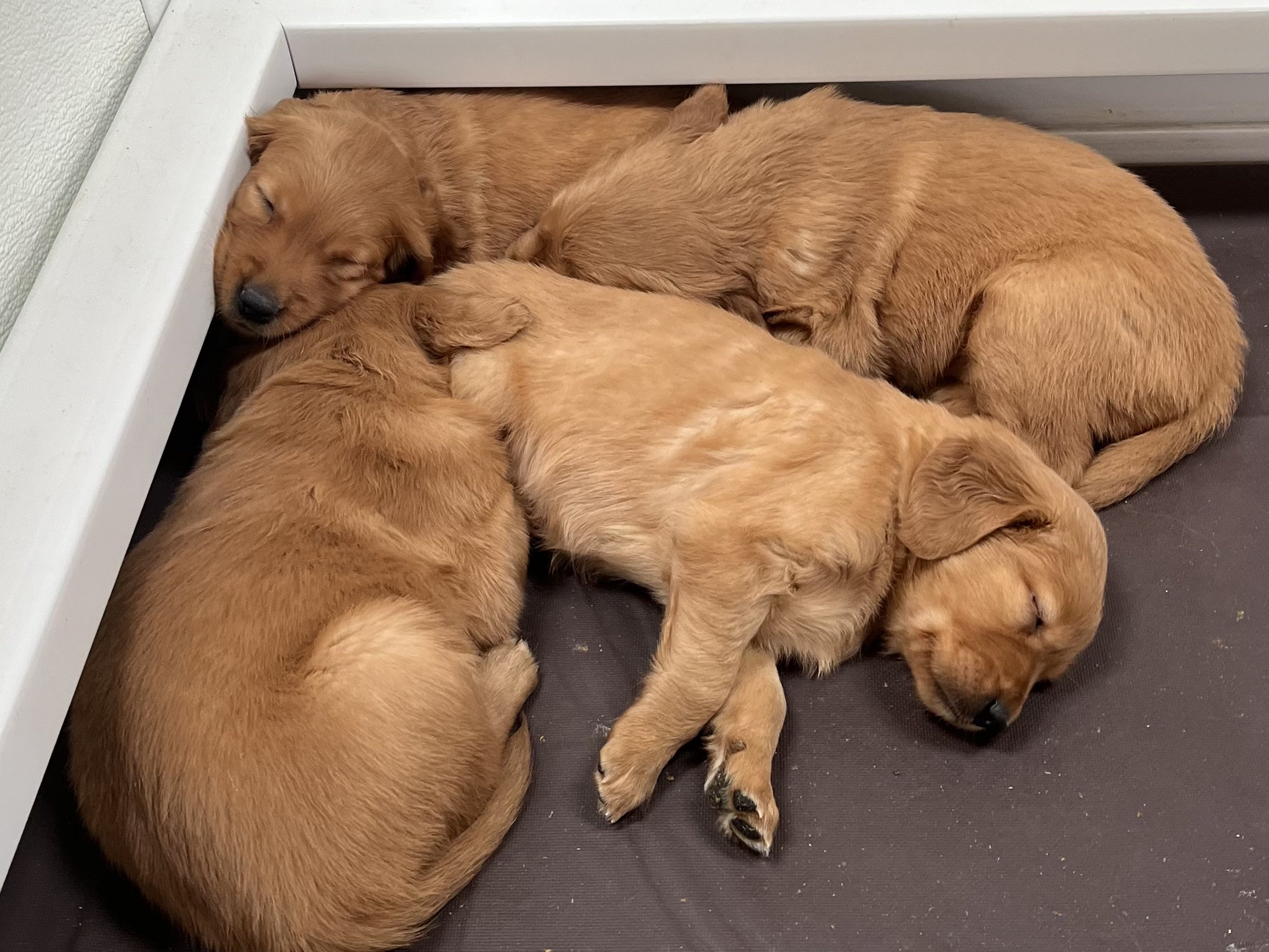Three adorable golden retriever puppies sleeping together on a black mat.