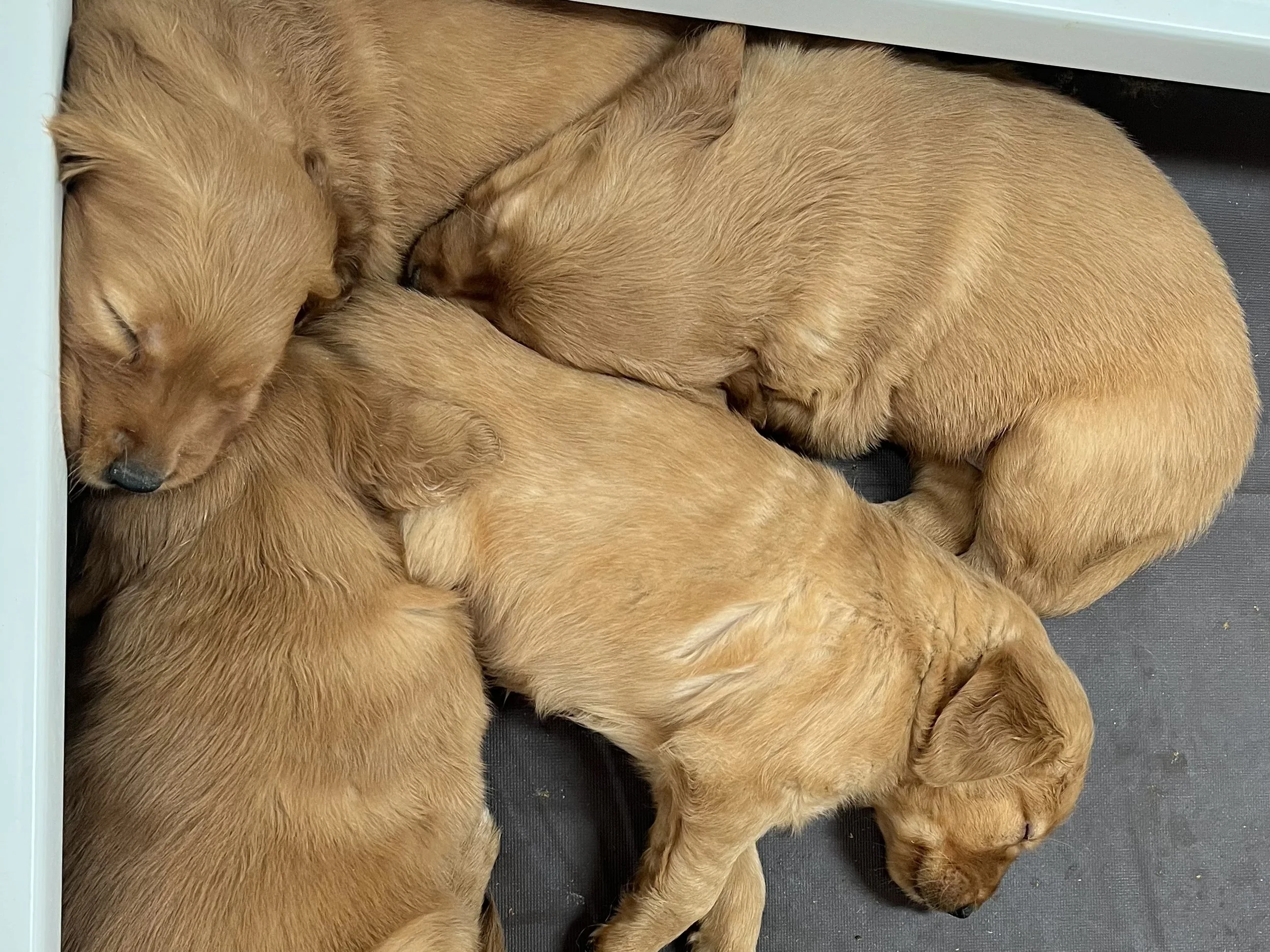 Four golden retriever puppies sleeping closely together on a black surface near a white structure.