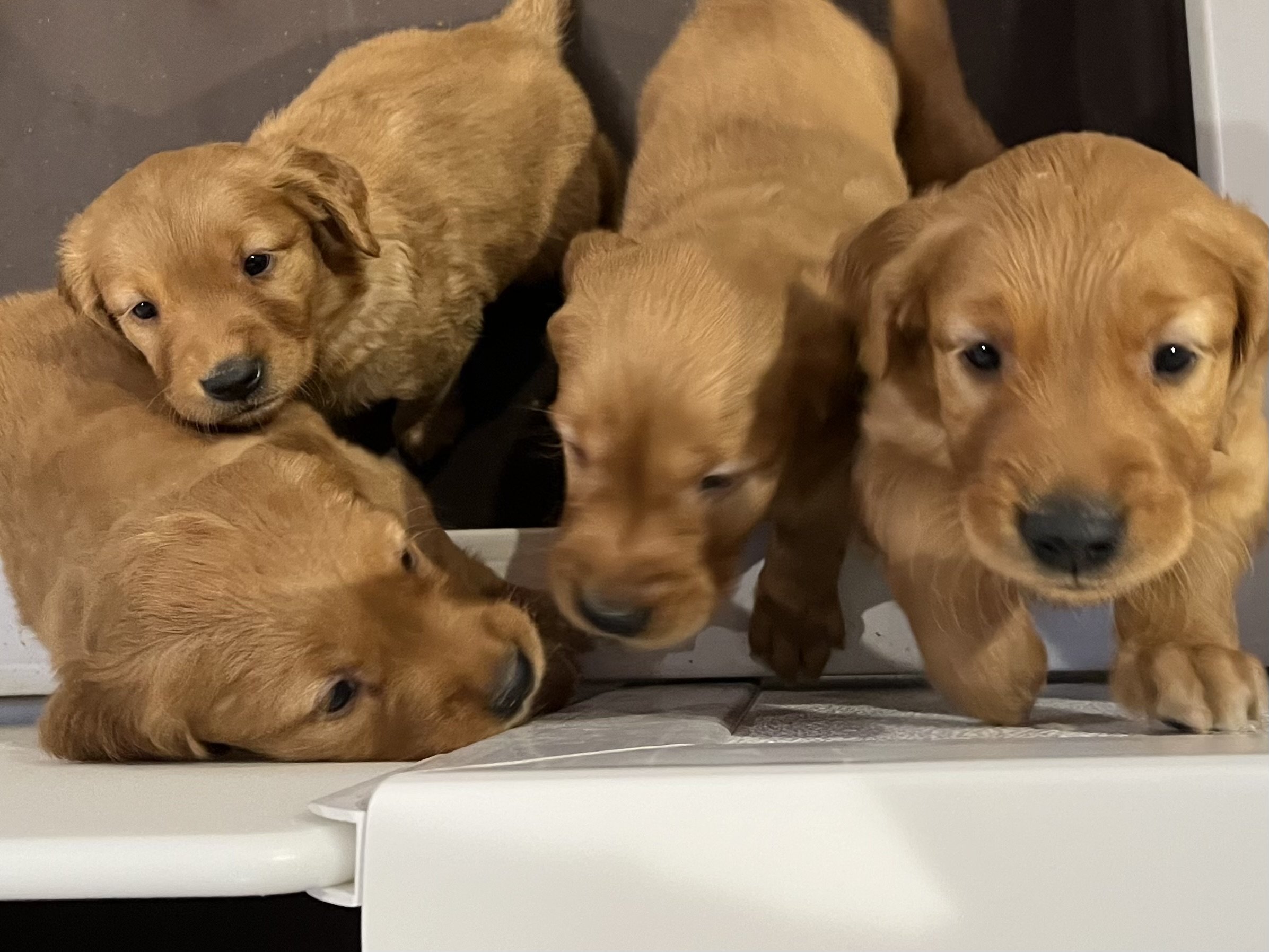 Five golden retriever puppies, some standing and some lying on a white surface, with one puppy looking directly at the camera.
