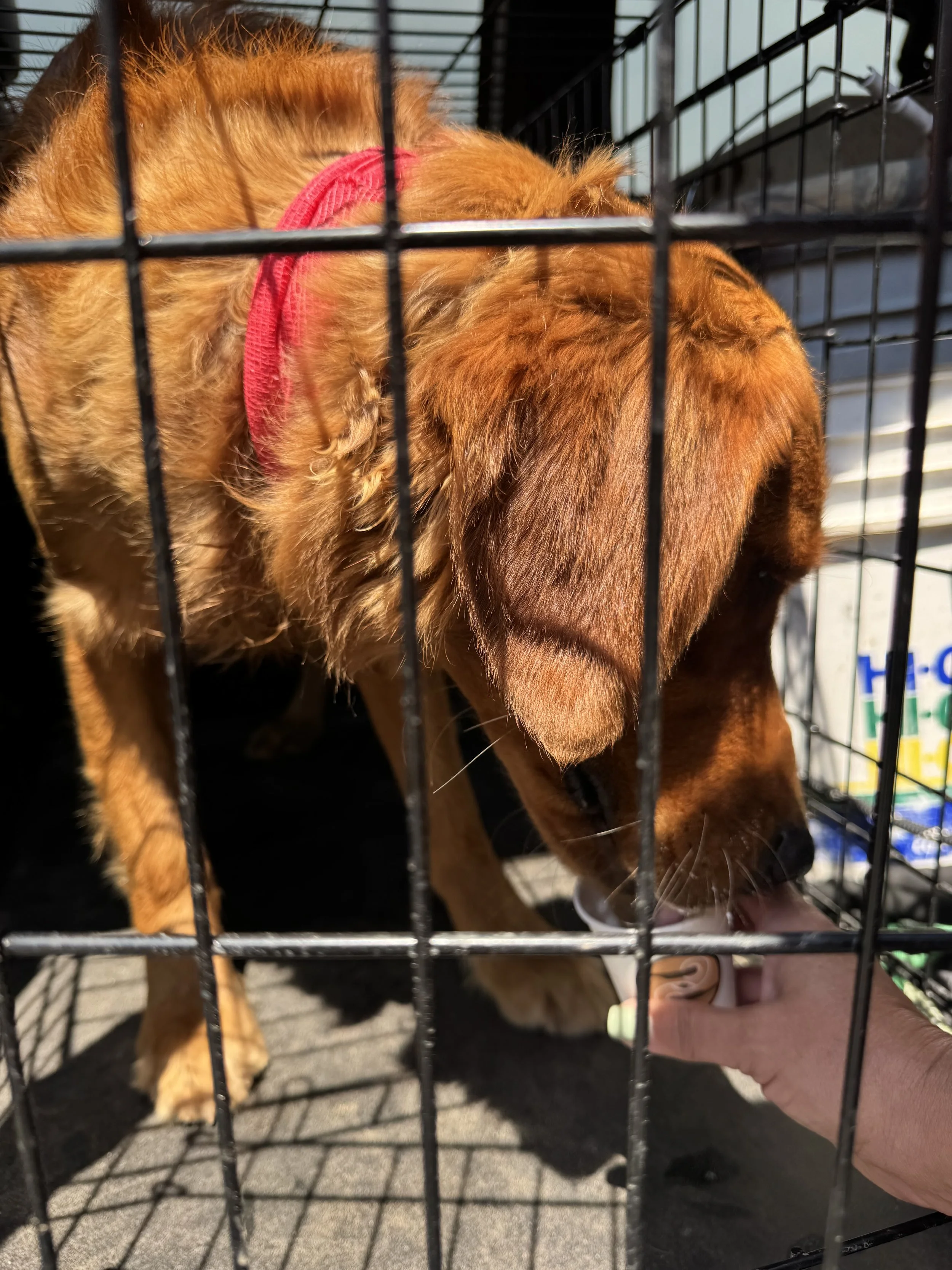 A golden retriever puppy wearing a red collar, inside a black wire crate, licking a person's hand.