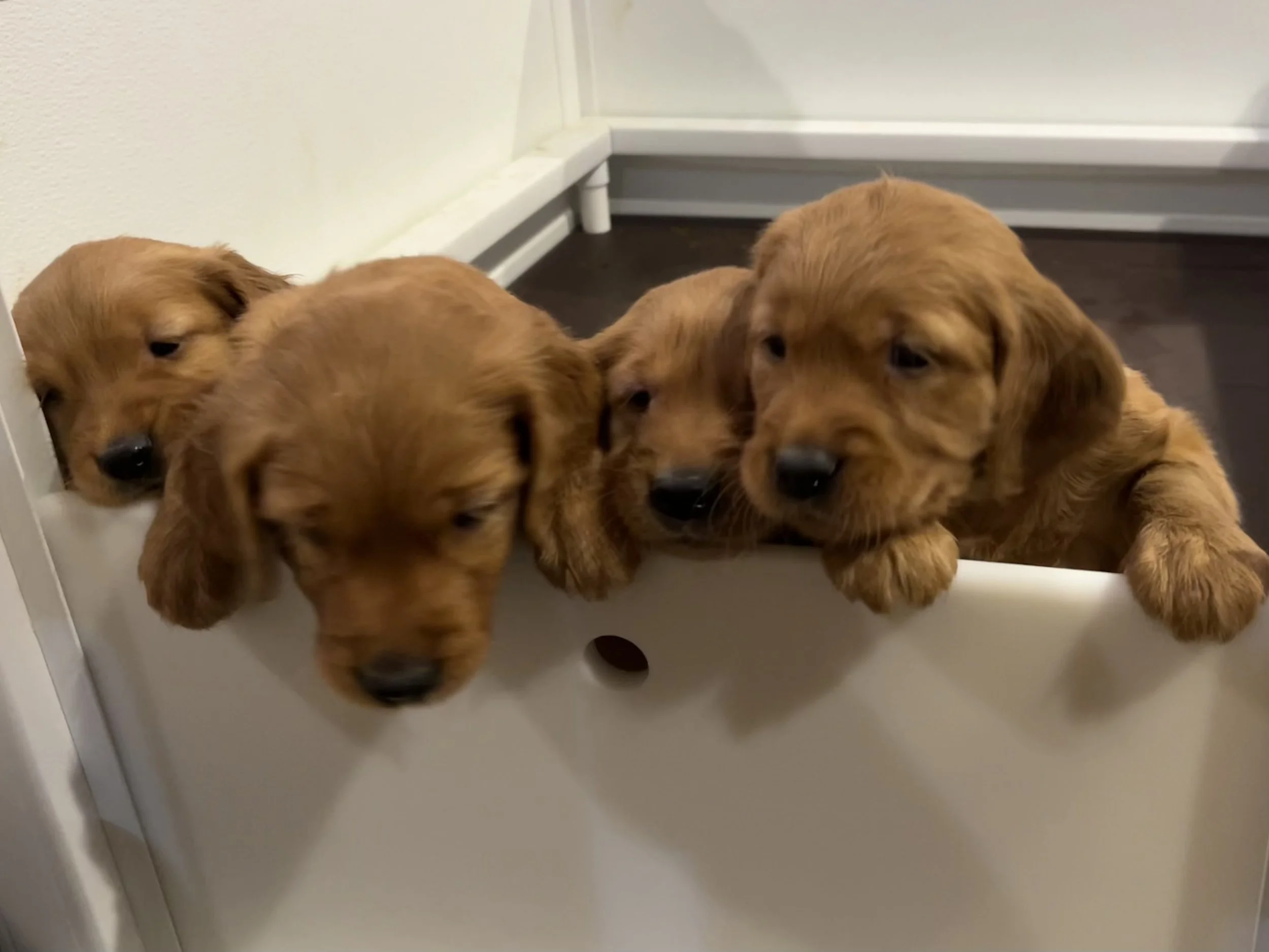 Four adorable brown puppies with floppy ears resting their heads over the edge of a white plastic container, looking curiously.