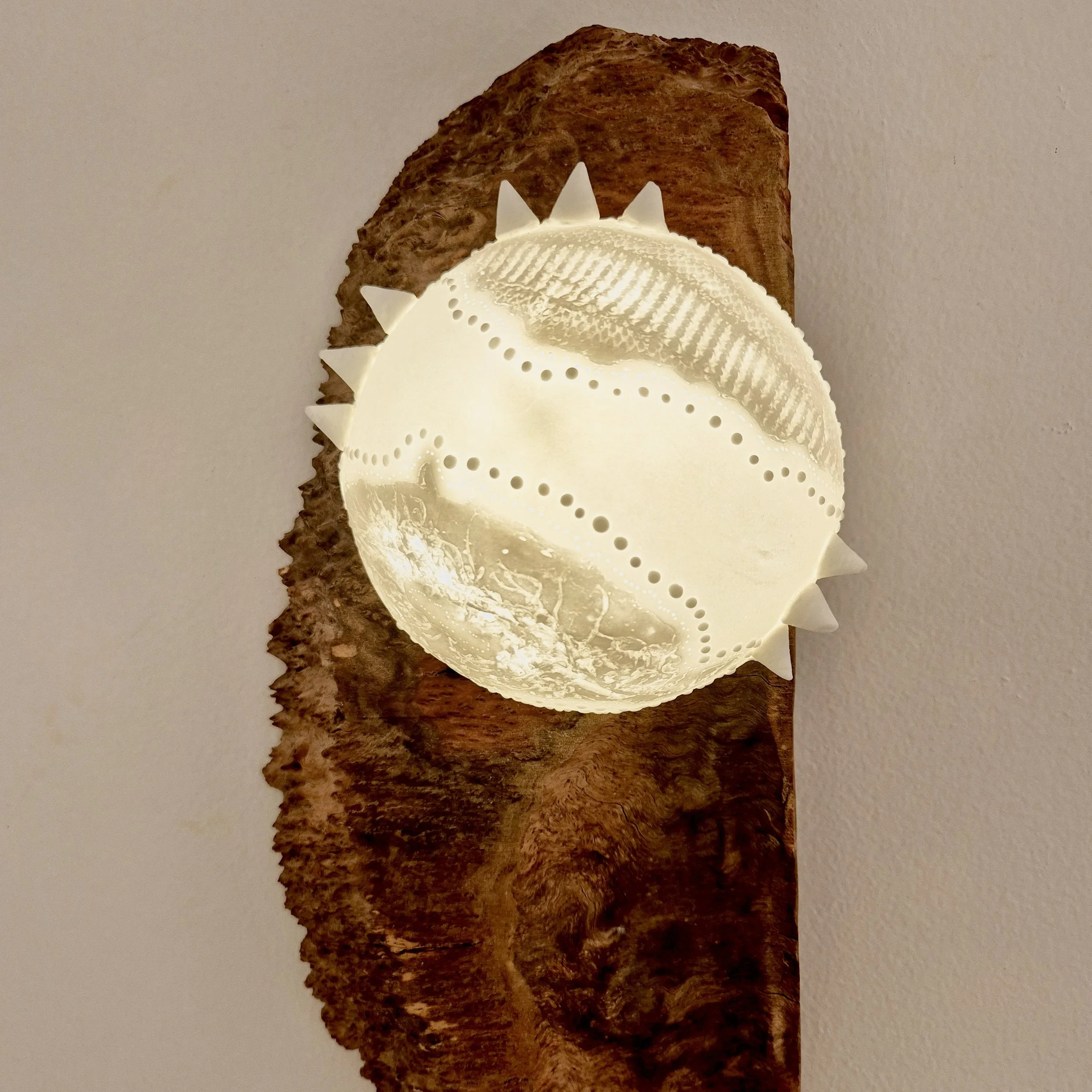 Microcosmos - Single- Bone China ceramic on a wood with LED lighting, AUD375.jpg