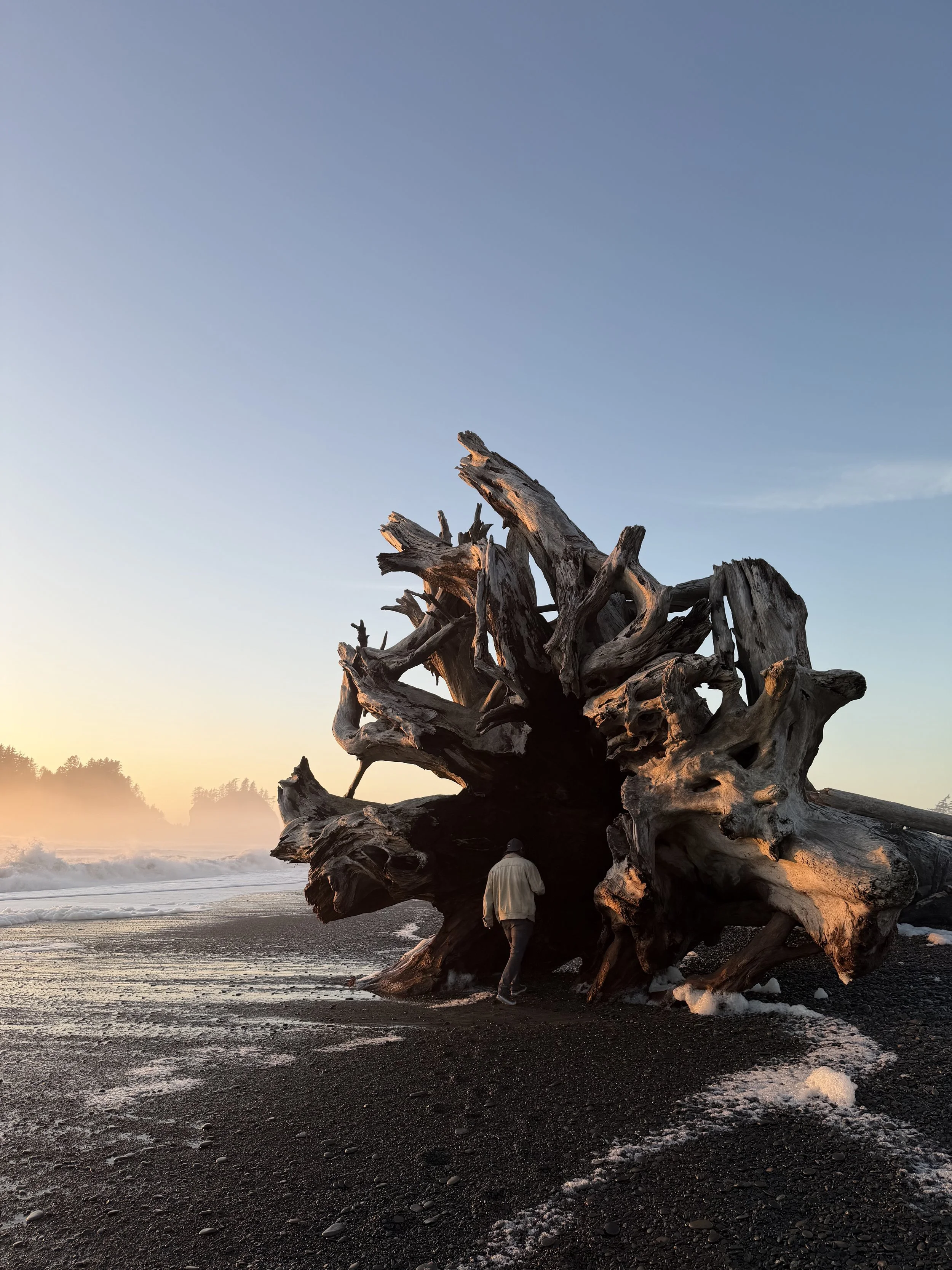 A large weathered driftwood log on a black sandy beach at sunset with a person walking near it and the ocean in the background.
