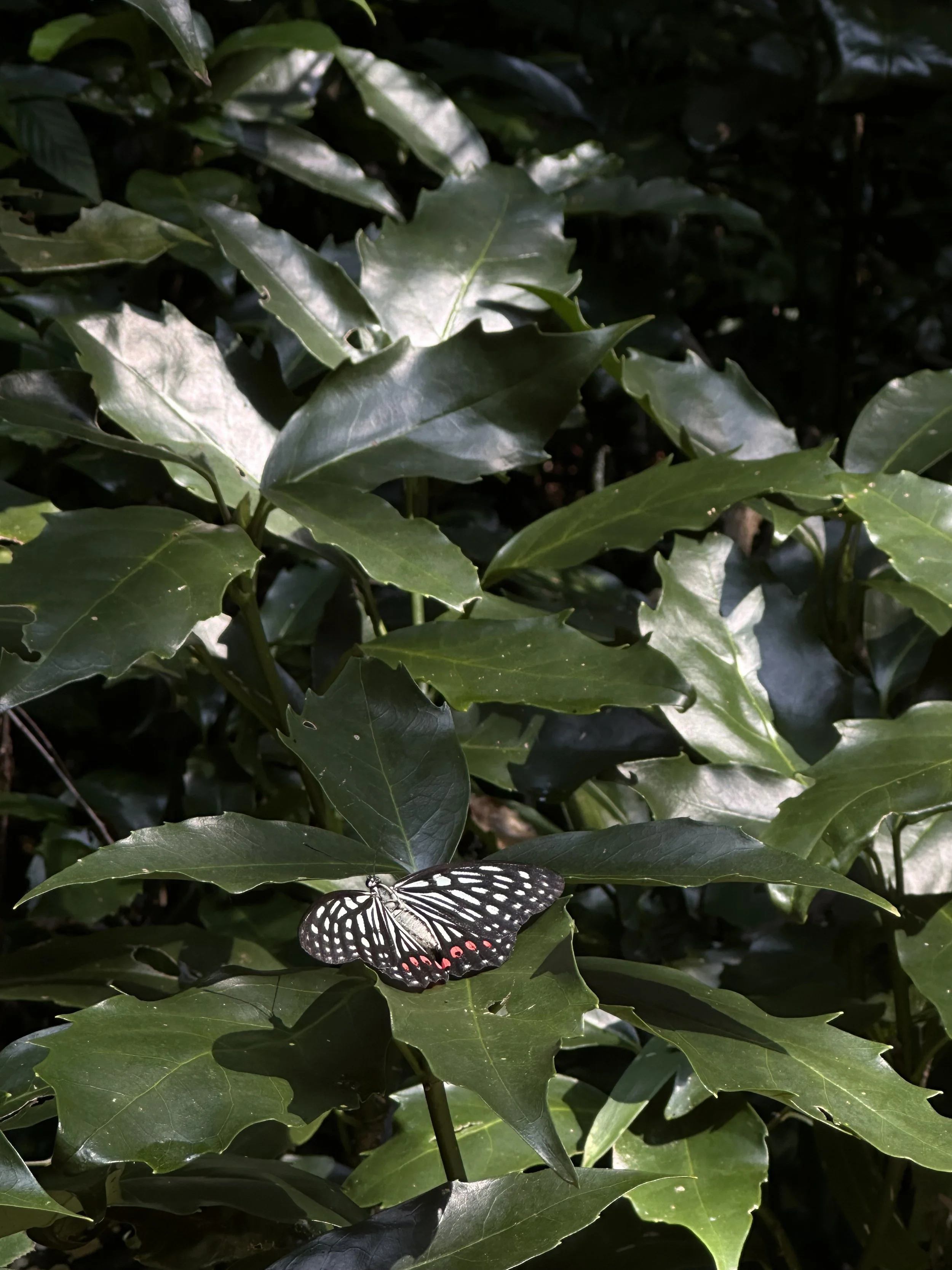 Dark green, glossy, holly-like leaves with a black and white butterfly resting on one of them.
