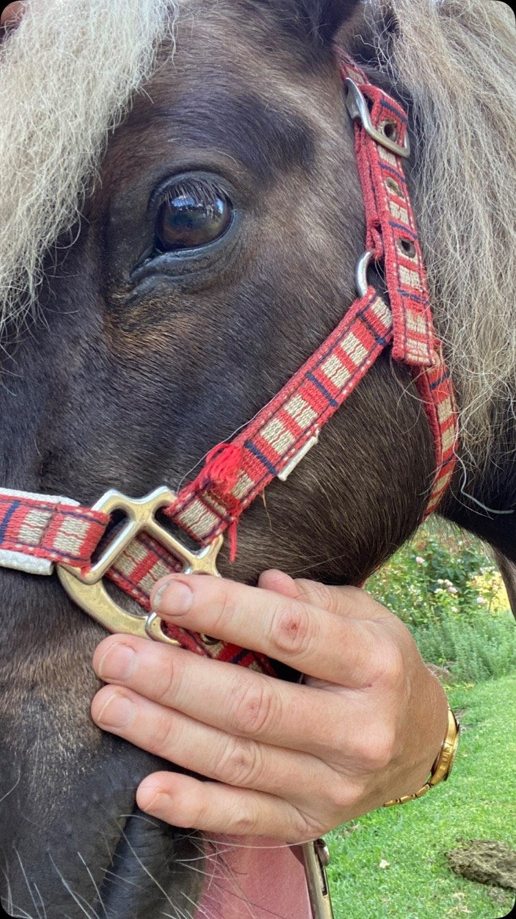 Taffy is poorly, we have been referred to perth equine hosp… positive thoughts everyone 😞 driving to Perth now.. fingers crossed its just bad colic/impaction.. he has absent bowel sounds on right hand side 😭😭. Update: Taffy is being closely