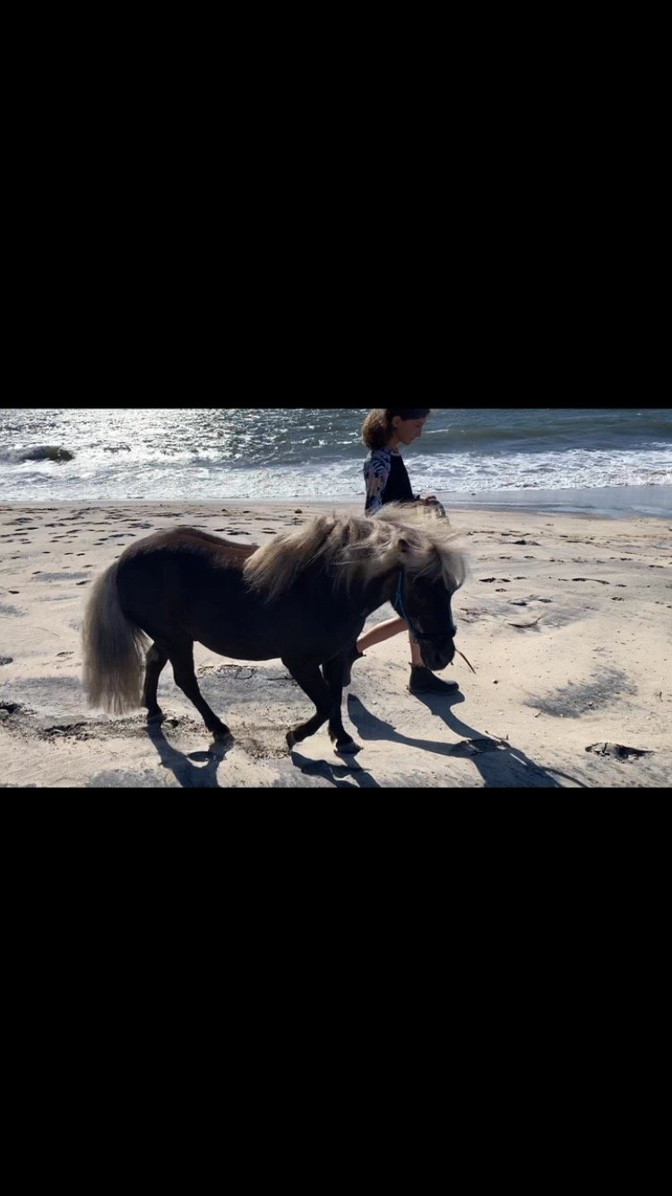 Today’s absolute highlight was taking Mr Taffy to the beach this afternoon with lovely Lila.. the confidence this young lady is growing just by handling, communicating and being assertive with Taffy is simply amazing! Taffy’s temperament