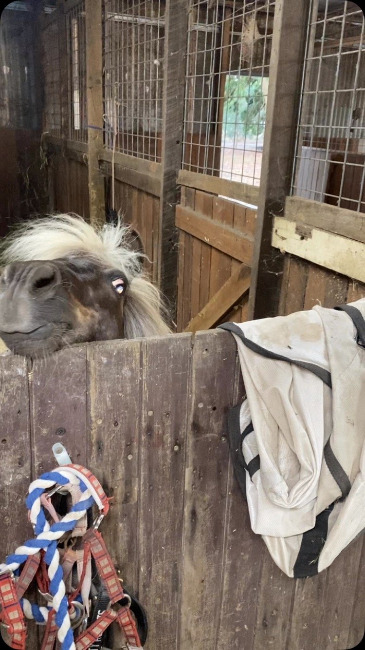 Oh Taffy boy you are the sweetest.. you just need to be “that” much bigger to see over the stable gate in order to watch your dinner being mixed! #giddyuptaffystravels #summithillfarm #equinewellness #minihorseproblems