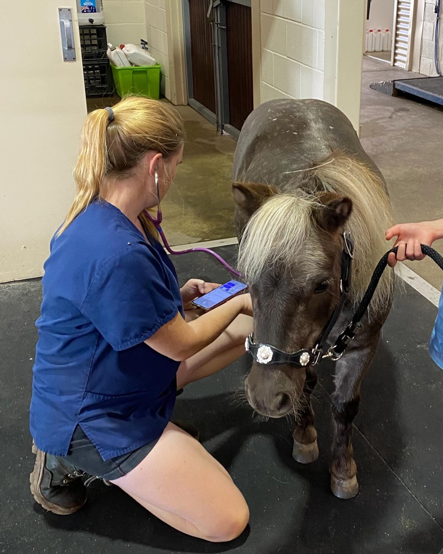 🚨 Taffy’s Boot Camp Begins! 🚨
Confession time… Today, I may have fat-shamed my boy. Mr. Taffy went to the vet for his routine bloodwork and weigh-in, and—brace yourselves—he’s put on 6.5kg since October! 😳 Oh no, Mr