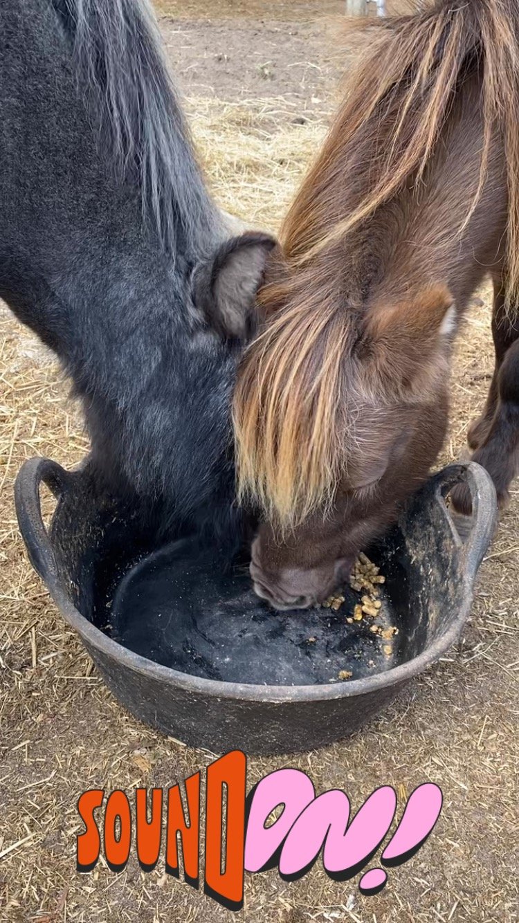 Nugget and Benny sharing like old friends.. very cute! Chomp, munch, slurp, chomp, chomp