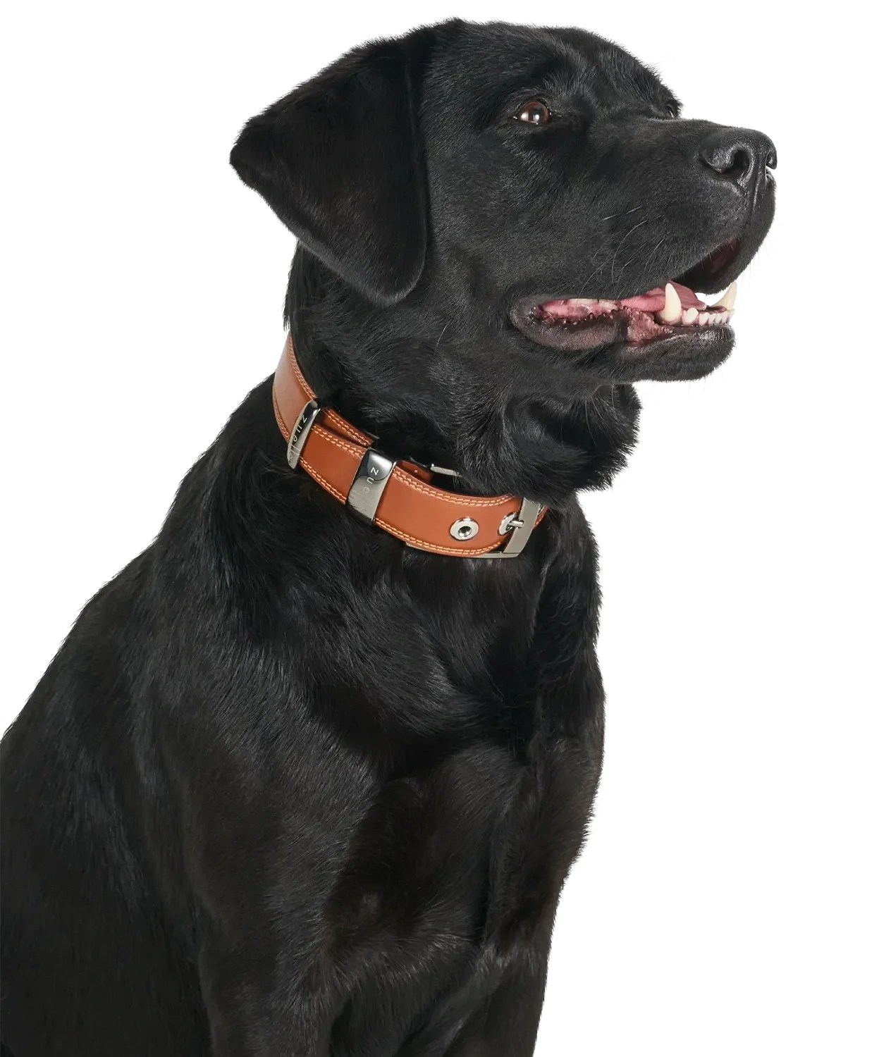 Schwarzer Hund mit braunem Halsband, sitzend seitlich sichtbar, Blick nach rechts, offene Schnauze, sichtbare Zähne und Zunge.