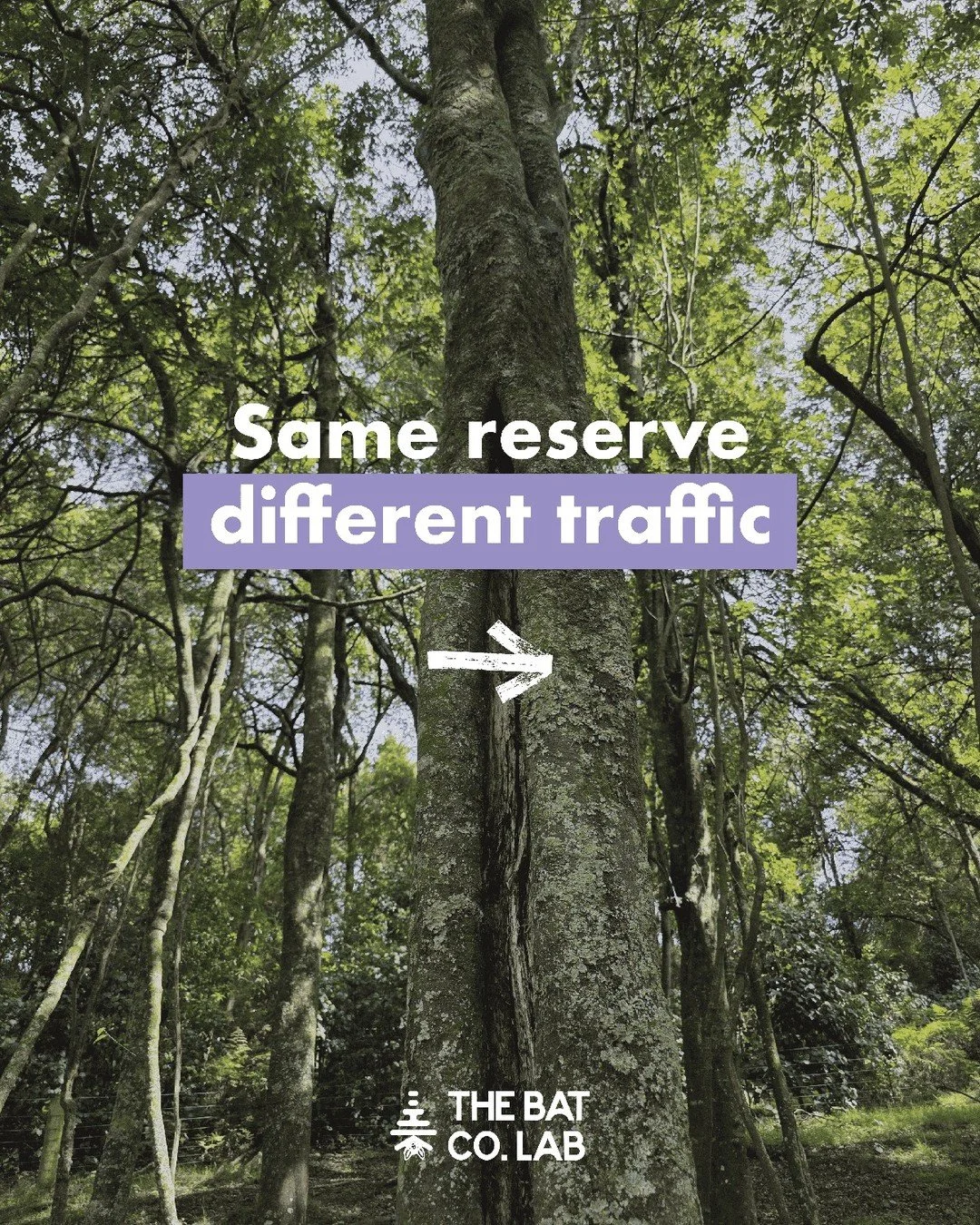 Same reserve, same bats, same behaviours, just very different levels of traffic.

We have already seen a striking 13x difference in total bat call volume between the Eastern and Western sites. But does that mean the bats are behaving differently at e