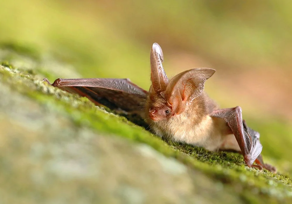 Plecotus Auritus bat