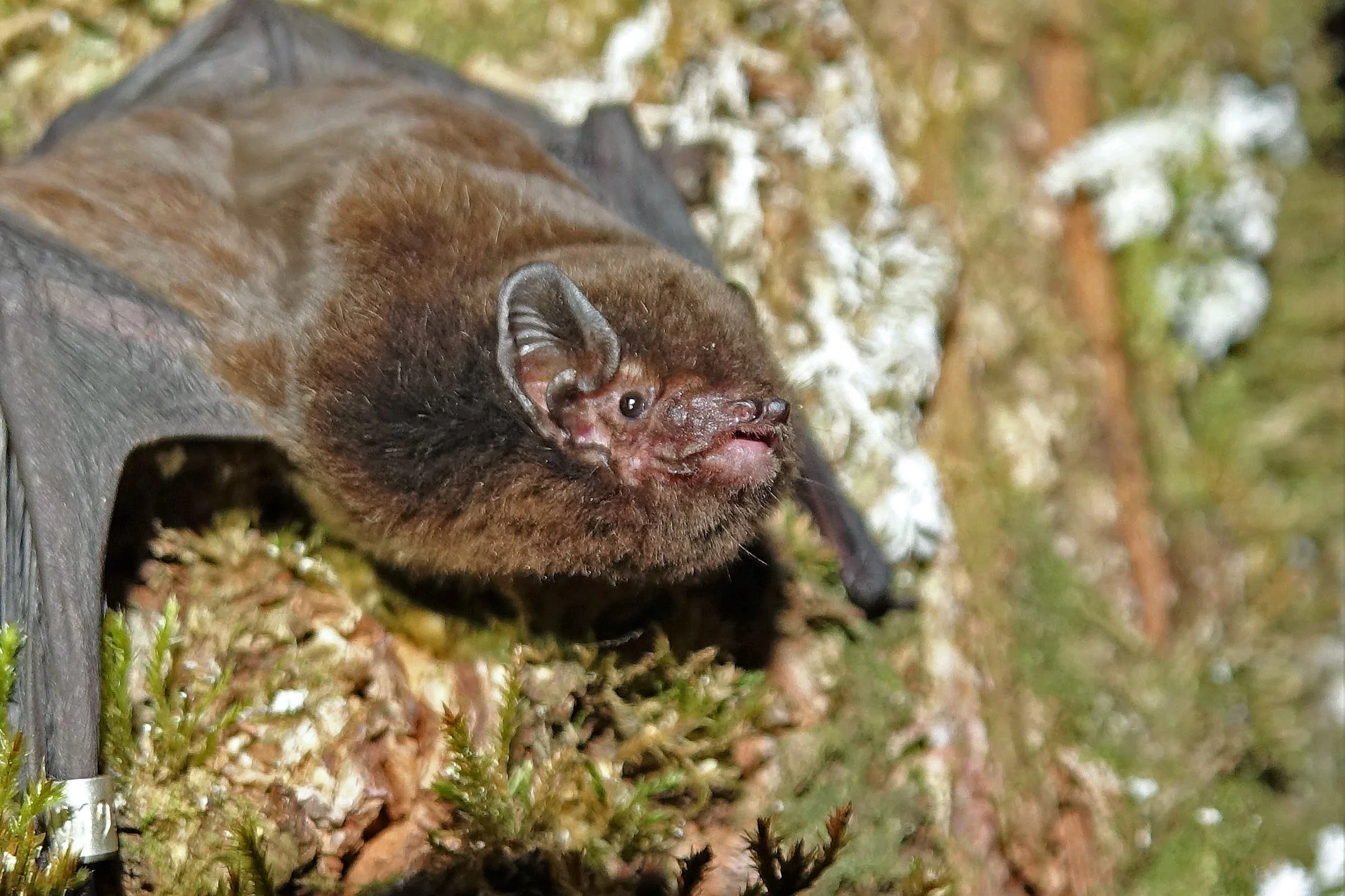 Donate — The Bat Co. Lab