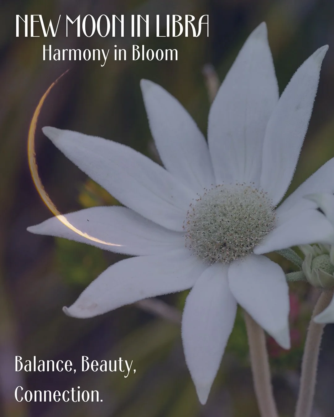 This lunation opens a new chapter under Venus’ gentle gaze, a time to plant seeds of balance, beauty and connection.
Libra teaches us that harmony is a living dance between opposing forces, the art of returning to centre again and again.
✨ Jo