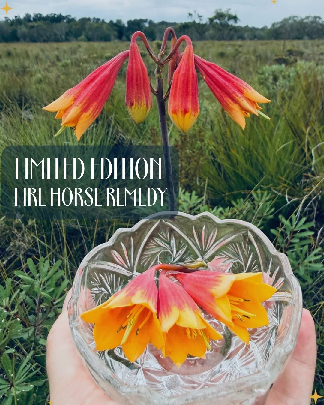 The Snake has shed.
The Horse ignites.

This limited edition Fire Horse Oral Remedy is an initiation.. crafted for forward motion, sovereignty and embodied spark.

Made with Christmas Bell flower essence, Quartz Crystal to amplify intention and the r