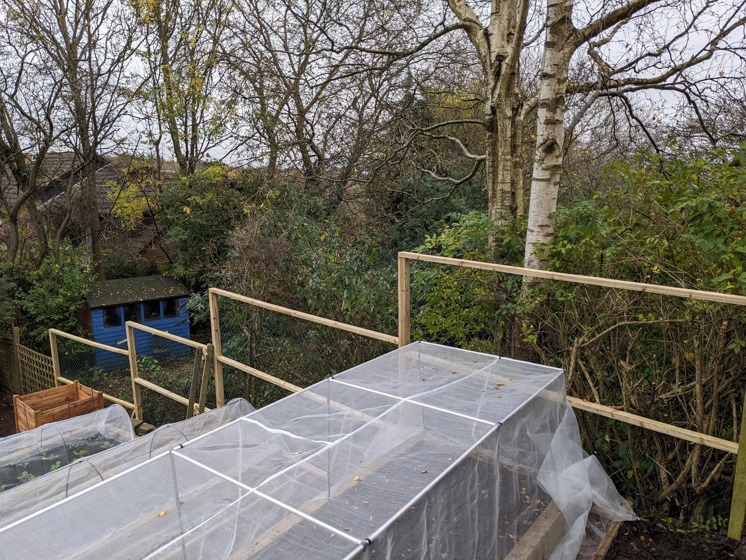 In a backyard, there are wooden and wire fence sections along with a small wooden shed painted blue. Several garden beds covered with clear plastic tunnels are in the foreground. Trees and dense bushes are in the background, with some trees having ba