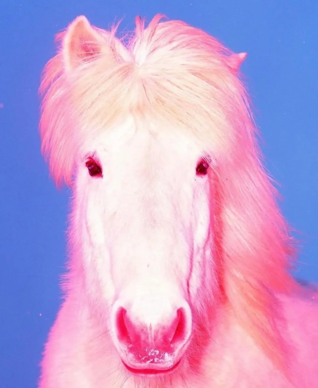 Photography by Sasha Elage