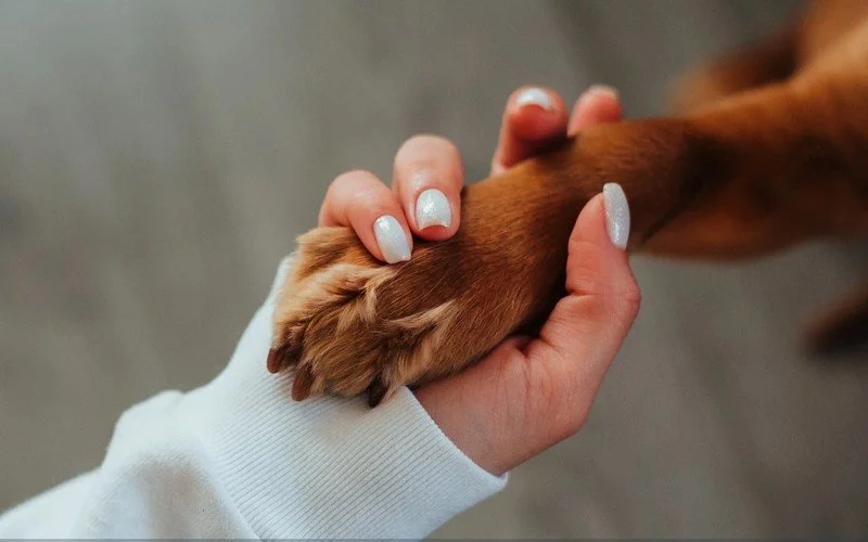 gros plan d'une patte de chien marron dans la main d'une femme aux ongles longs et vernis en blanc
