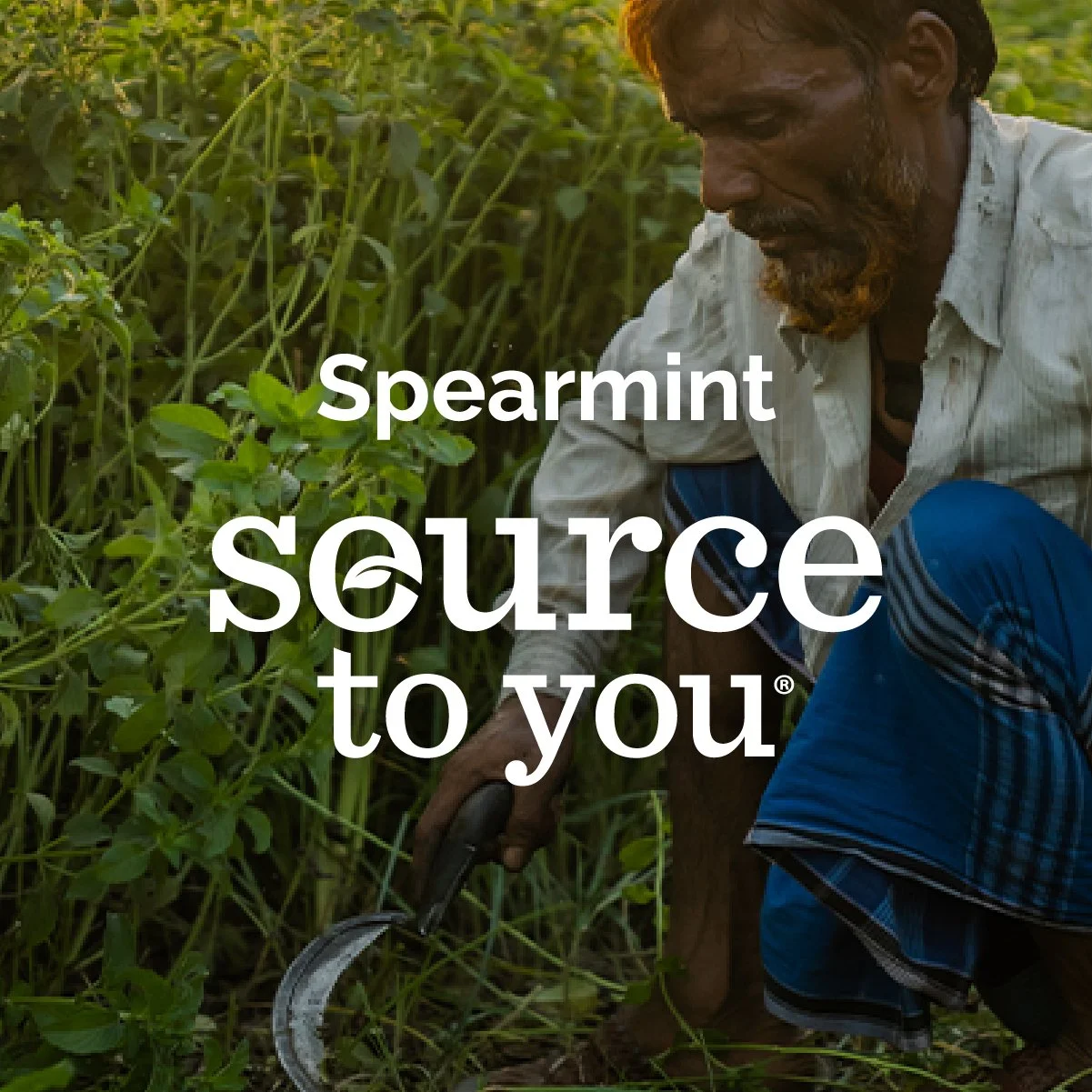 Spearmint-Essential Oils-Source to You-Social Media-US-English-Instagram-Post-Square-1.jpg