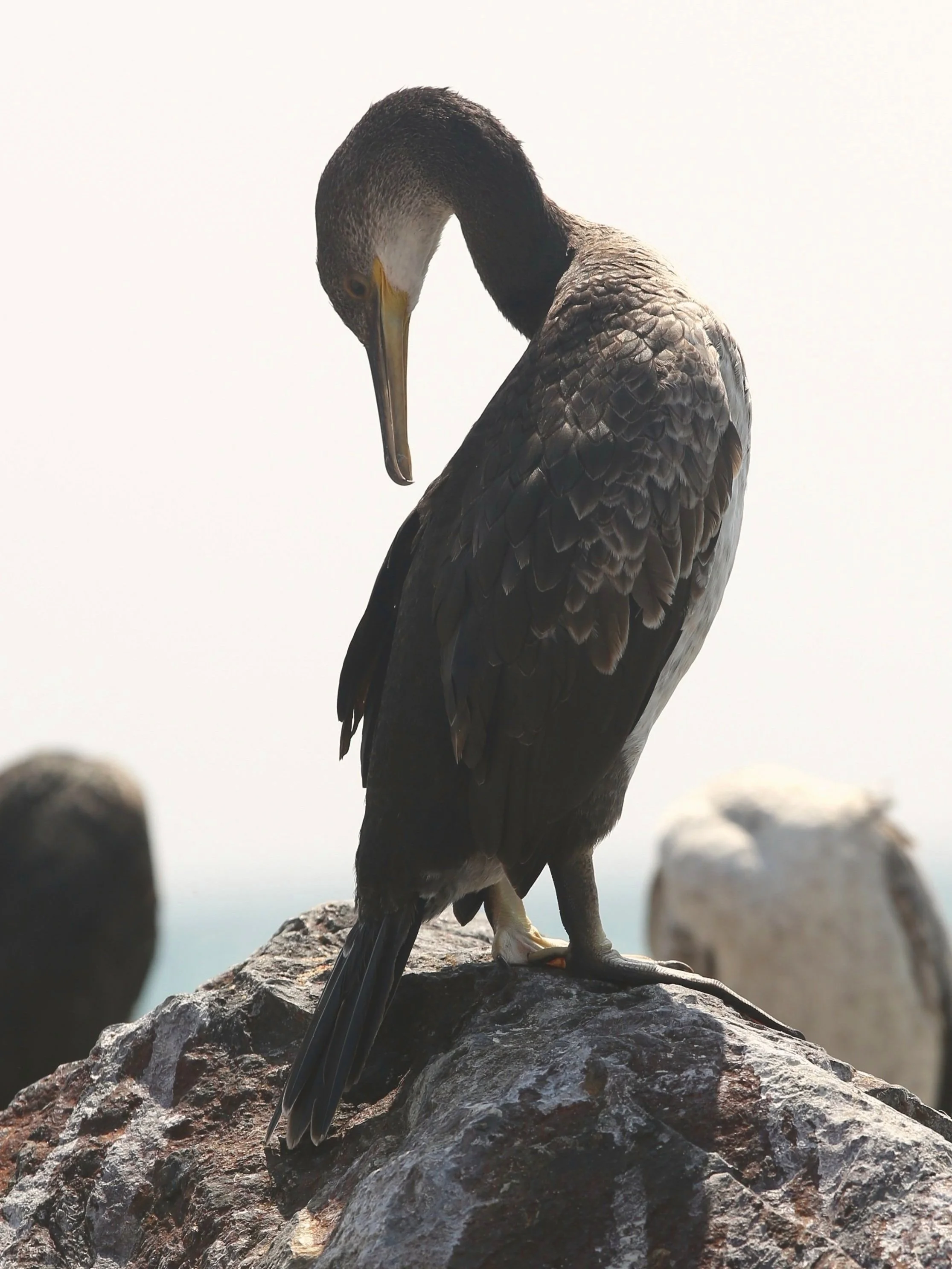 Great Cormorant, Maresme Catalonia