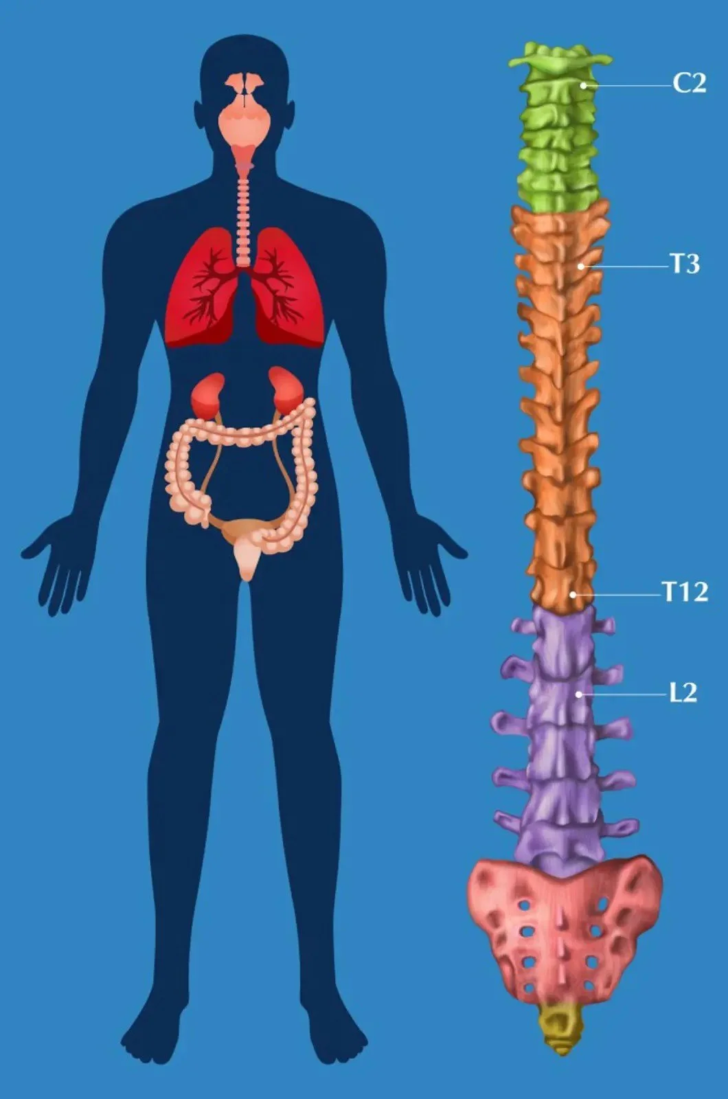 Zone 2 eliminative_blue.jpeg
