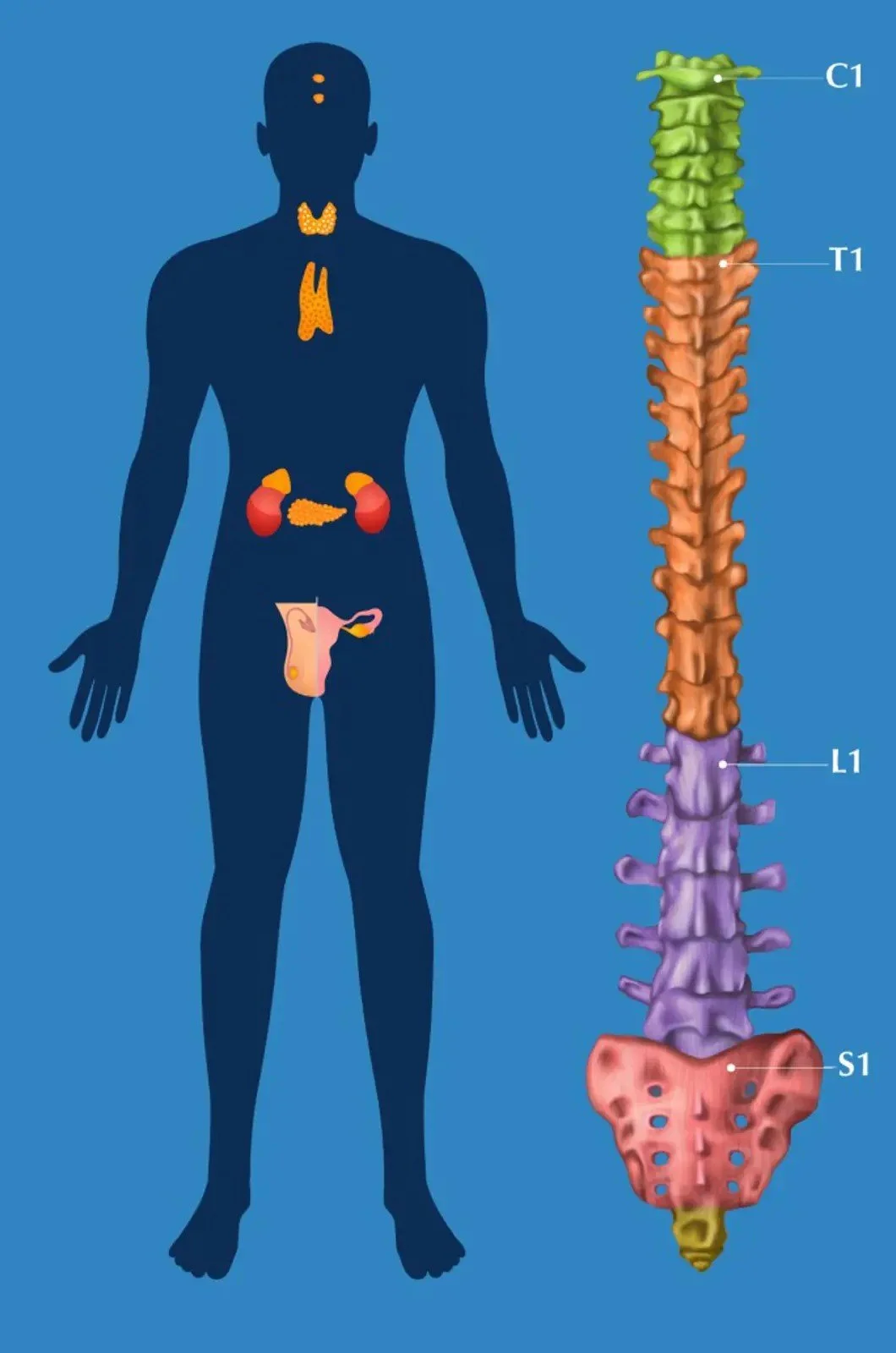 Zone 1 glandular_blue.jpeg