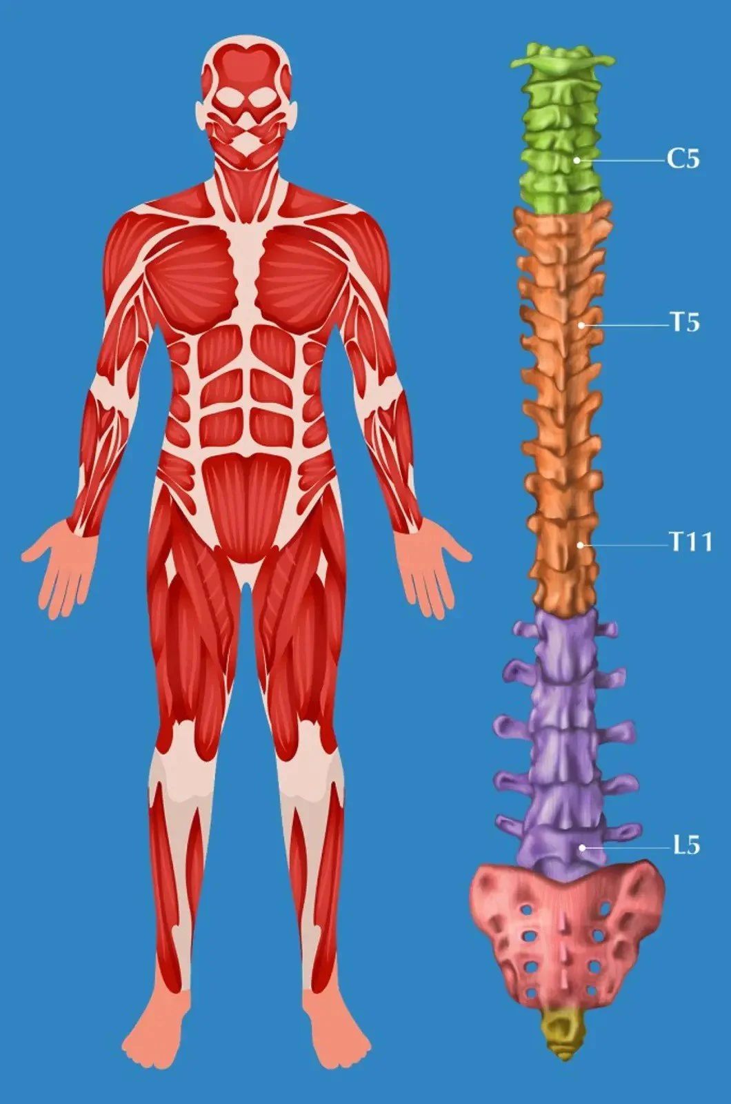 Zone 5 muscular_blue.jpeg