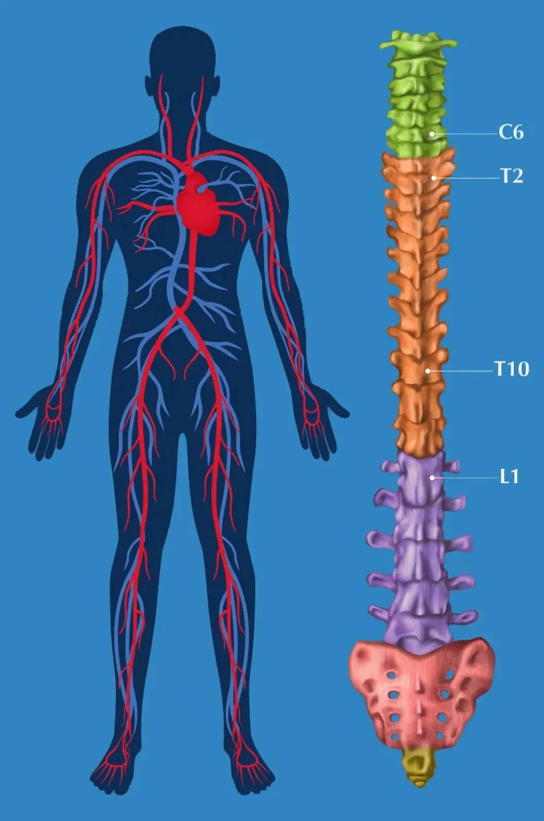 Zone 6 circulatory_blue.jpeg