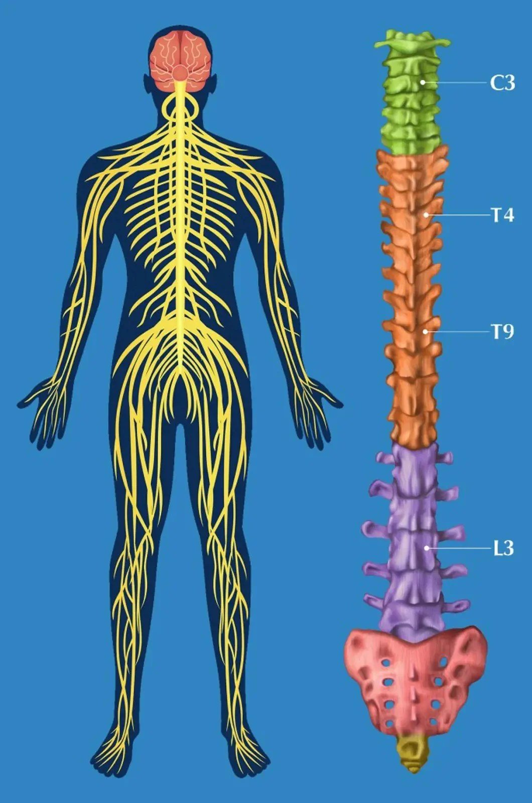 Zone 3 nervous_blue.jpeg
