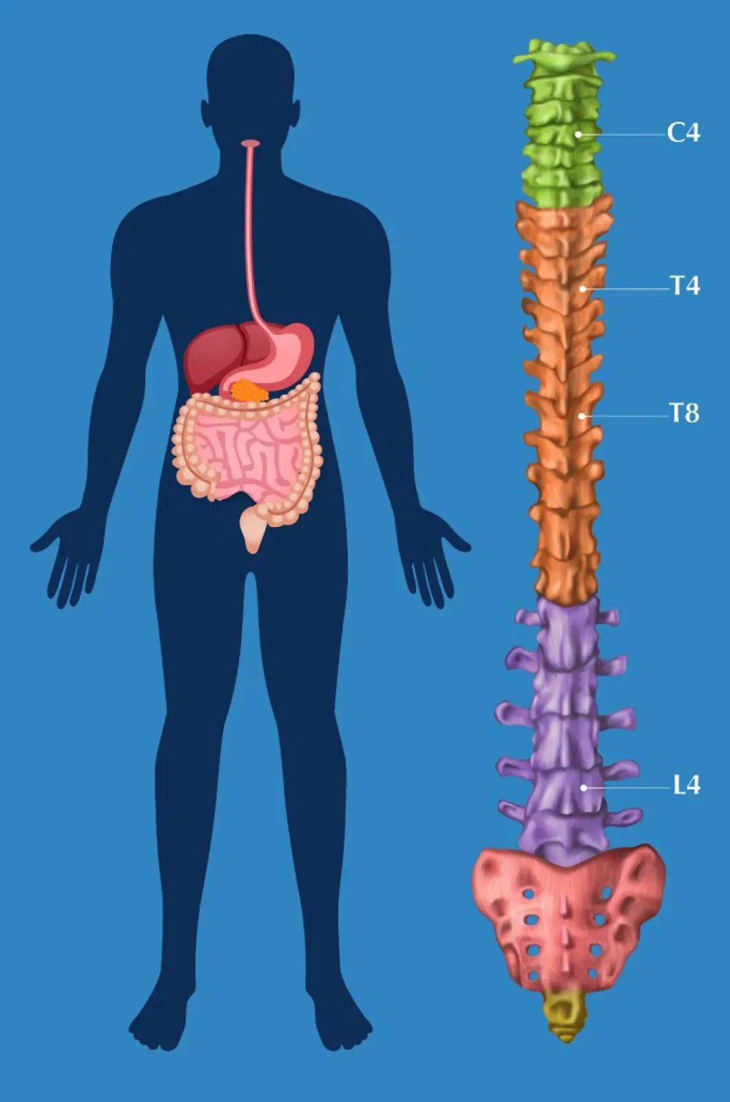 Zone 4 digestive_blue.jpeg