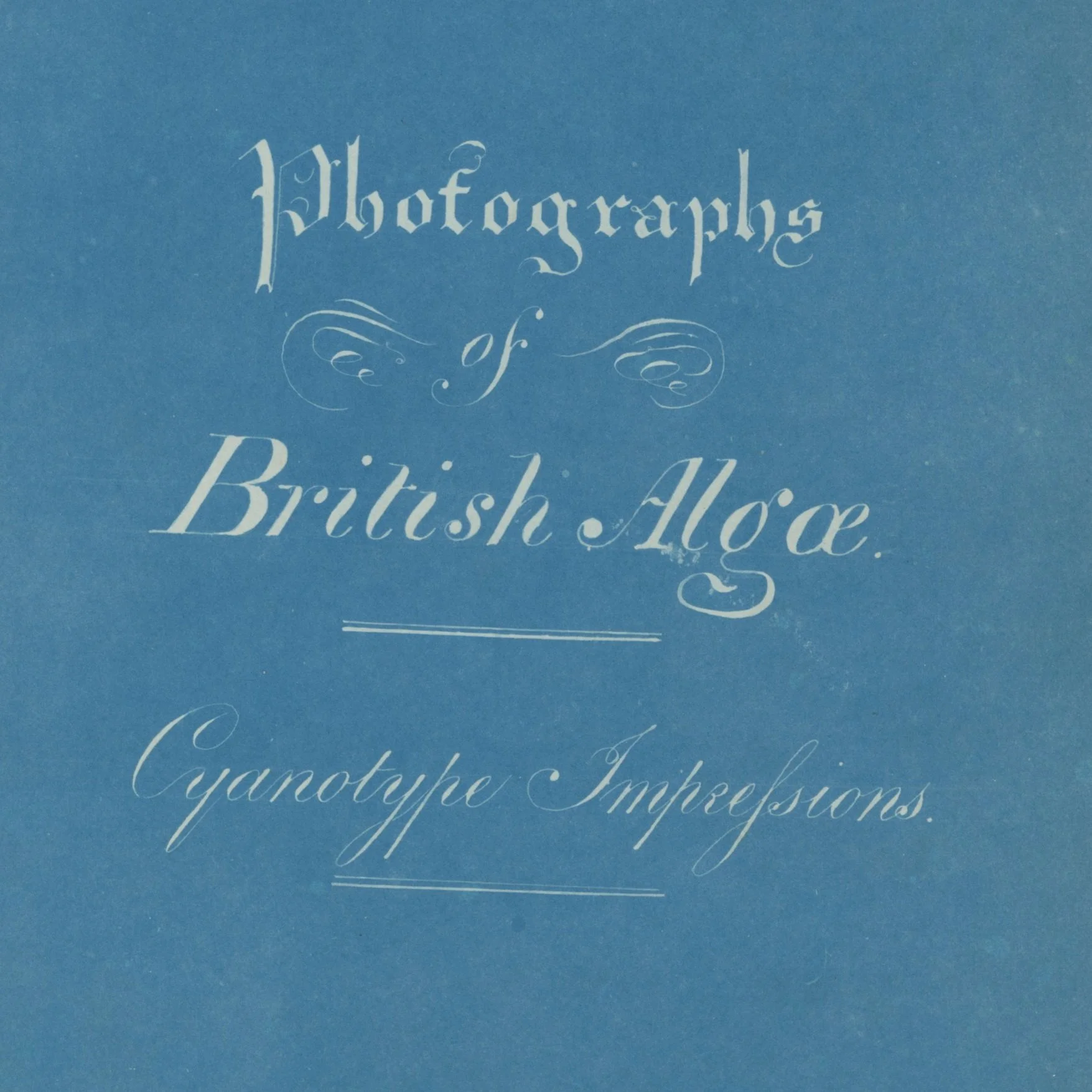 Photographs+of+British+Algae%2C+Anna+Atkins+1853_MET+NY.jpg