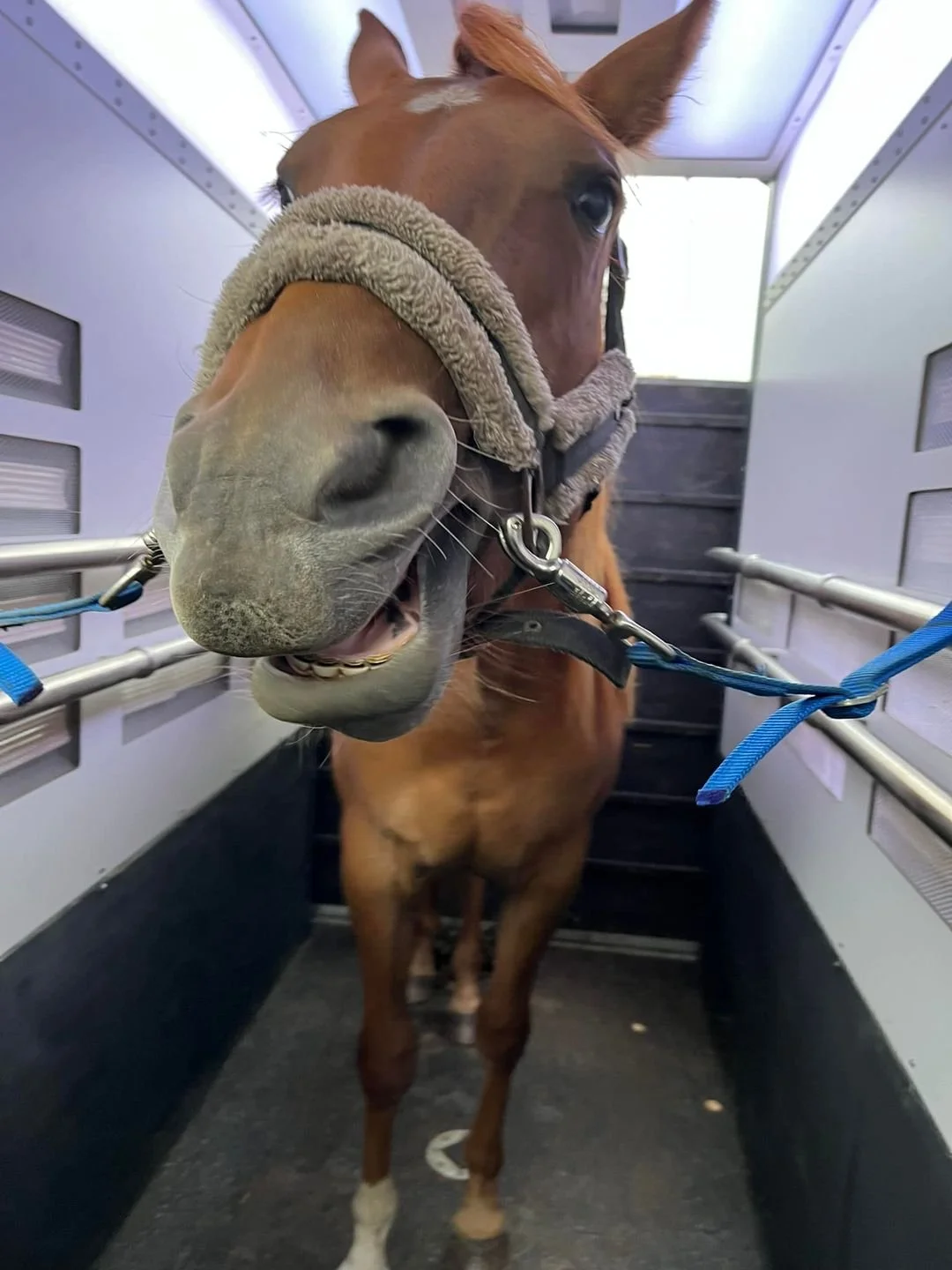 En häst i en transportvagn, med träns på huvudet, gapandes med munnen öppen.