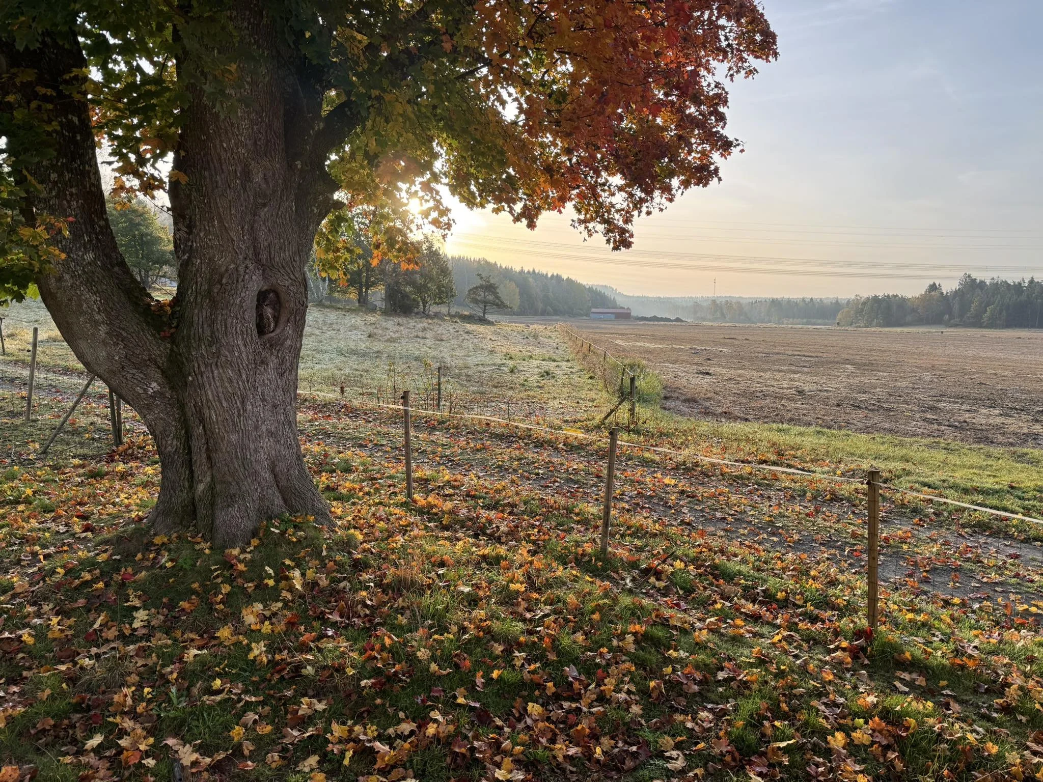 Landskap med ett stort träd i förgrunden och en åker i bakgrunden. Solen skiner genom trädets löv och det finns höstlöv på marken. En skog syns vid horisonten.