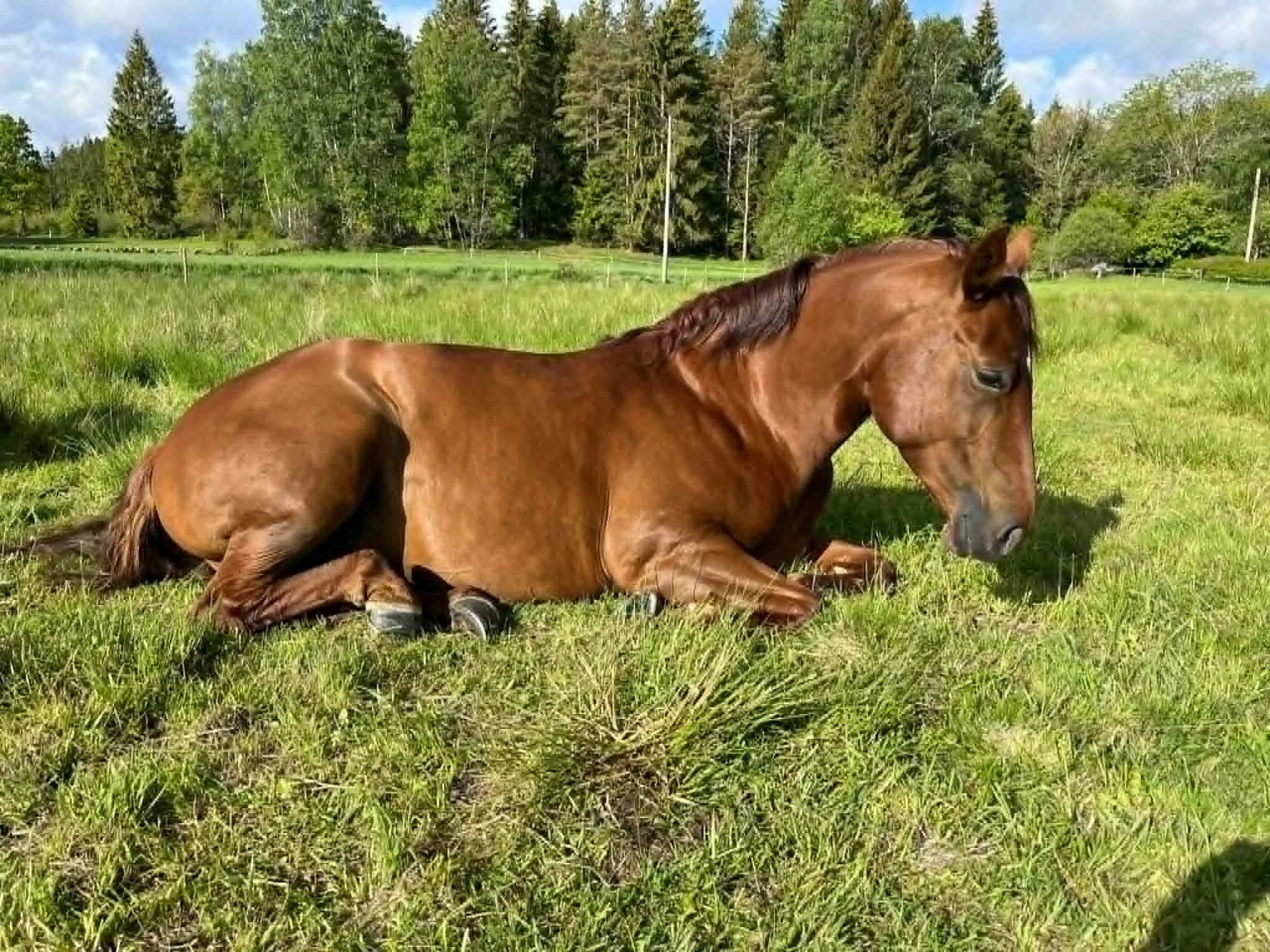 Hästmys