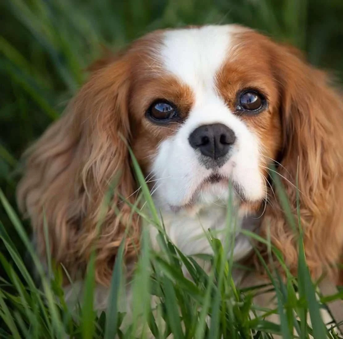 En Cavalier King Charles Spaniel ligger i gräset och ser framåt.