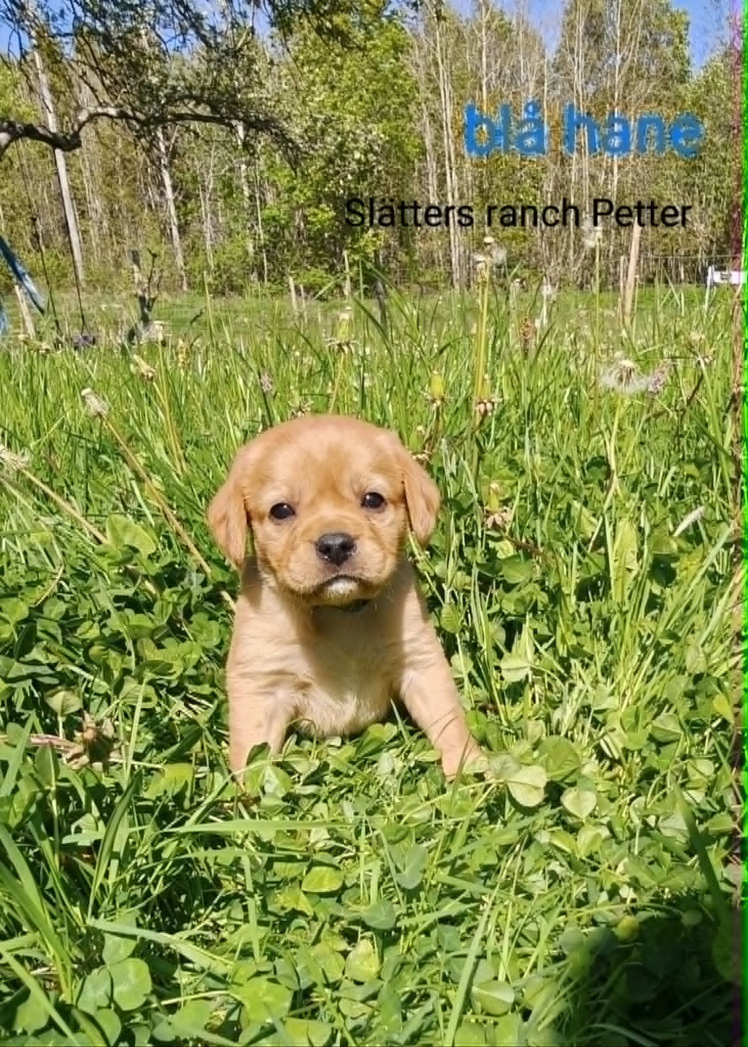 Petter