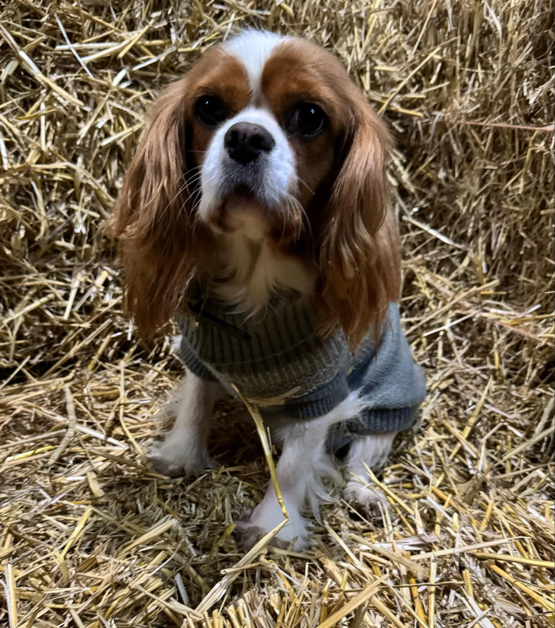 Kajsa på slätters ranch