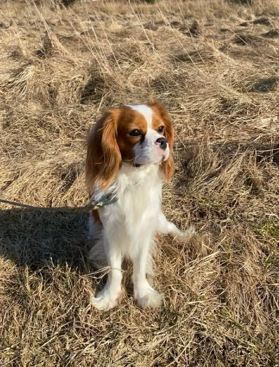 En bästa hund som sitter på torra gräs inför en ljus bakgrund.