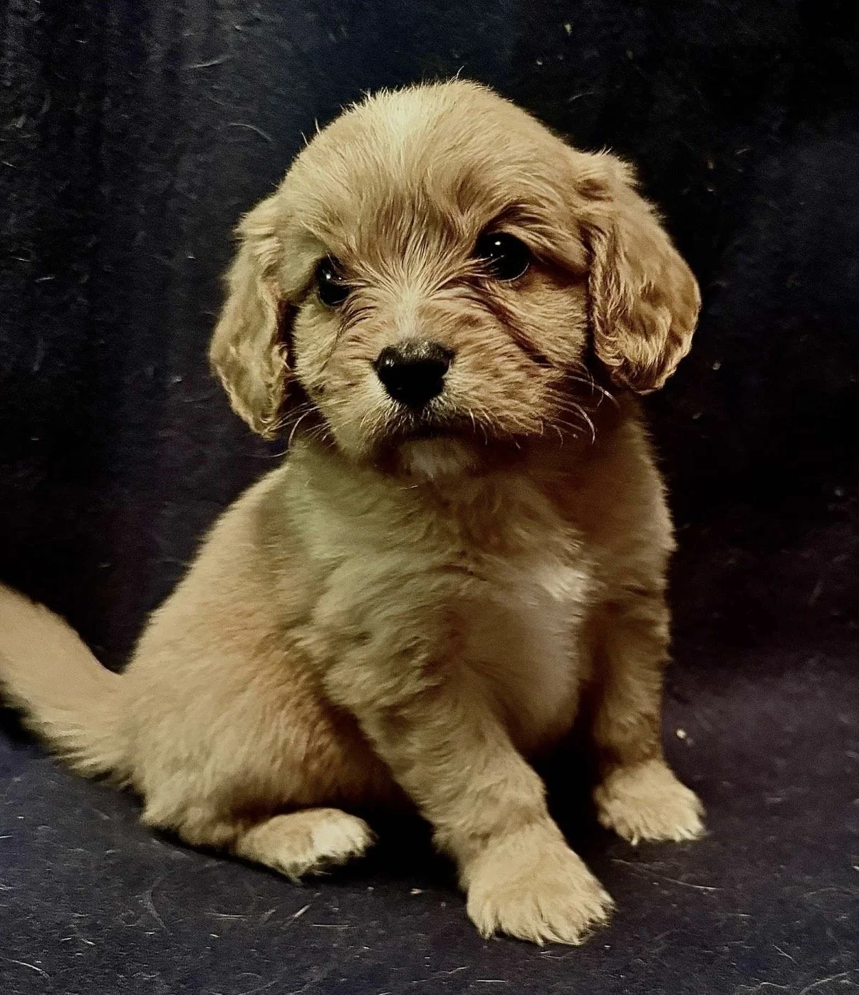 valp slätters ranch