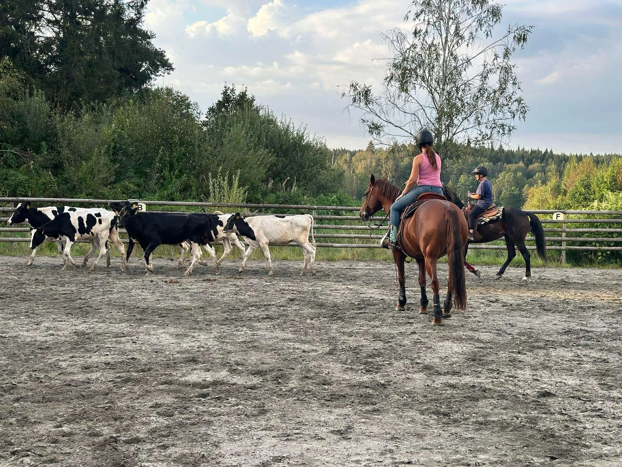 Övningar med hästen på slätters ranch