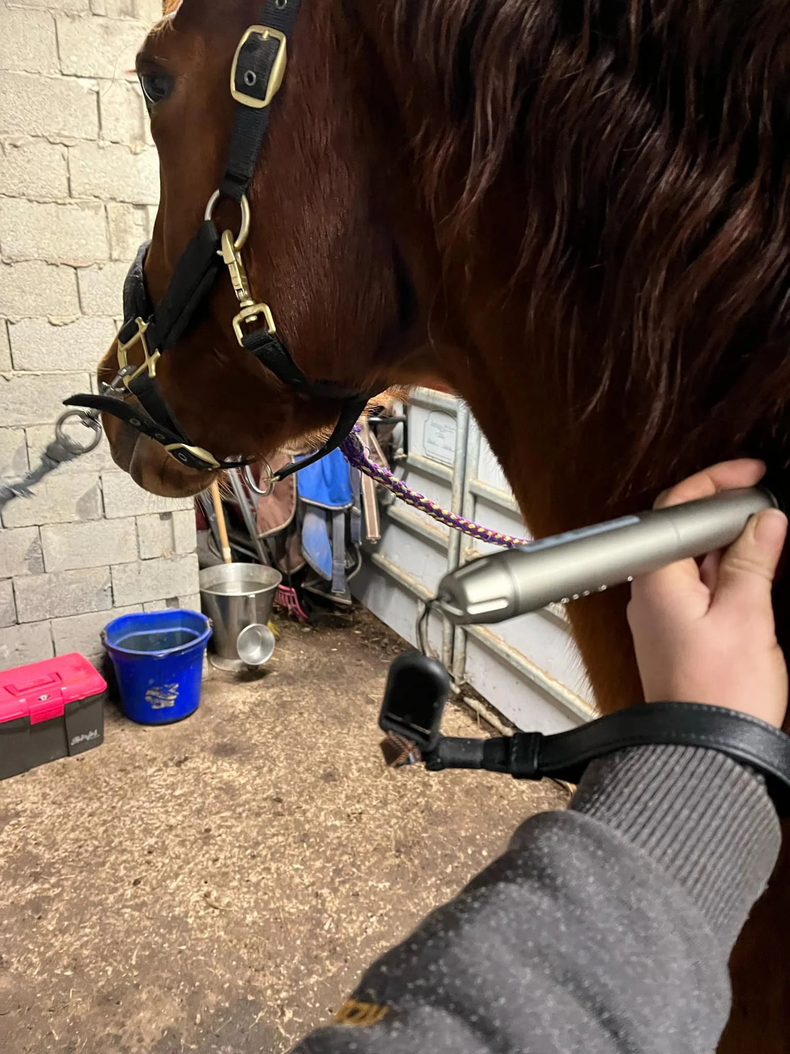En häst med en grimma står i ett stall. En person håller en klippmaskin nära hästen, troligen för att trimma dess päls. I bakgrunden syns en blå hink med vatten och annan stallutrustning.