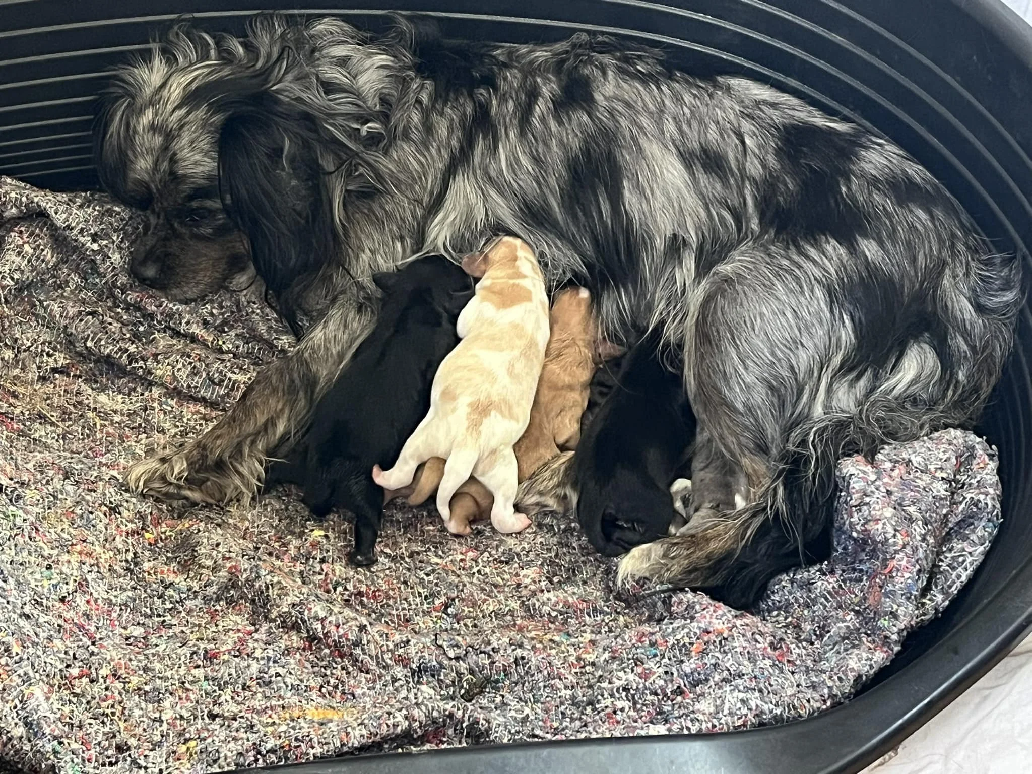 En hund som ligger i en korg med flera valpar på en filt. Valparna ammar från hunden.