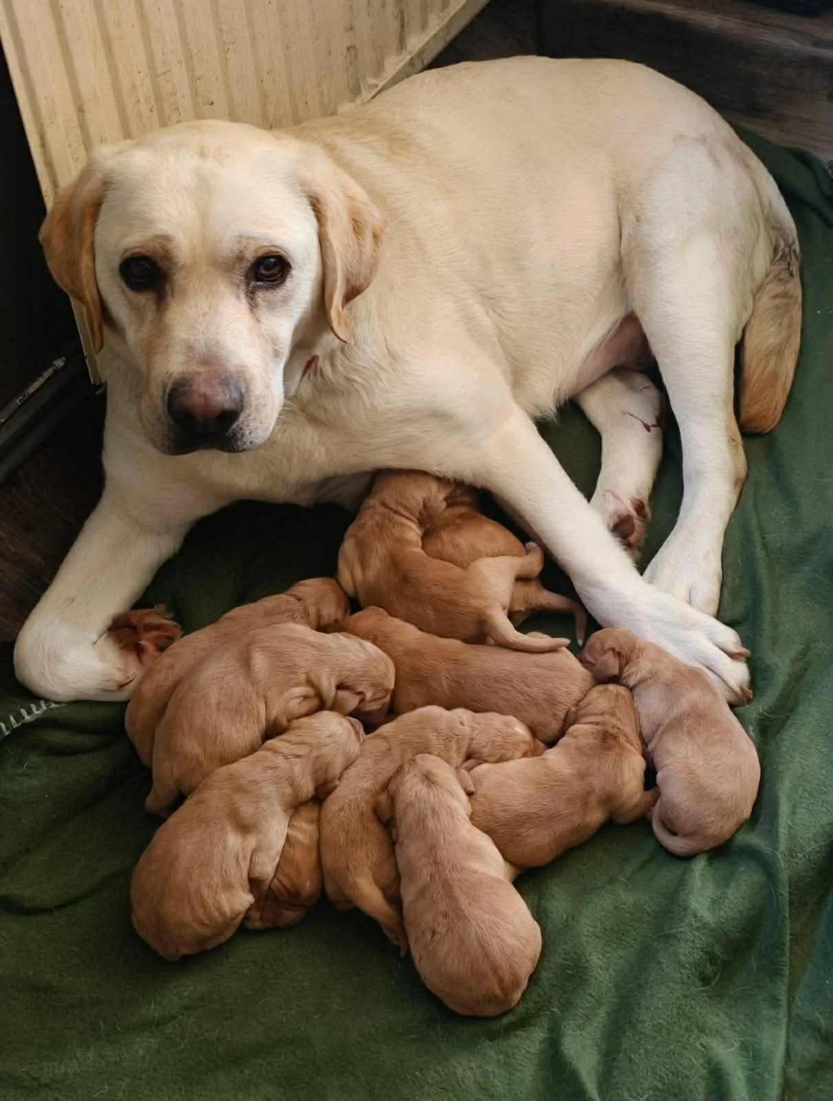 En vuxen hund som vilar på en grön filt med flera nyfödda valpar som diar.