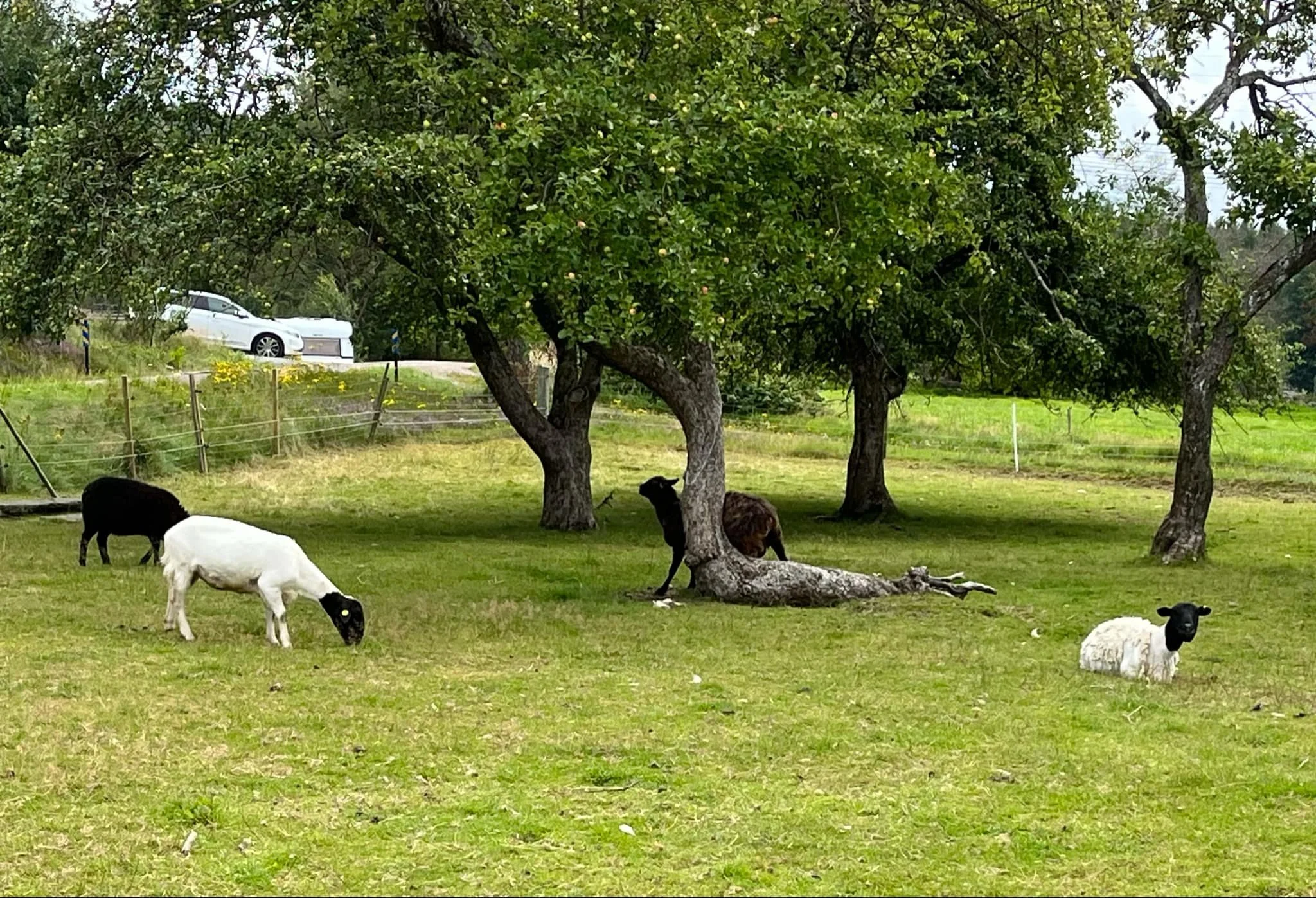 Får betar i en grön hage med träd i bakgrunden, en bil syns på vägen i bakgrunden.