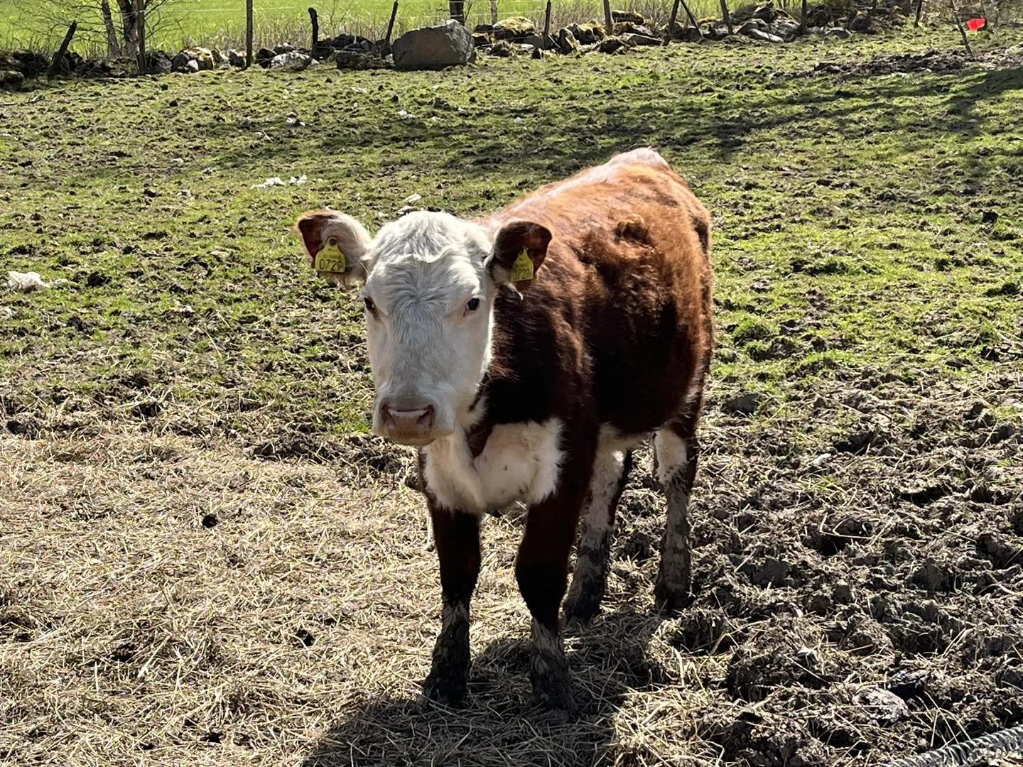 En brunvit kalv står på en gräsbevuxen åker, med ett gult öronmärke.