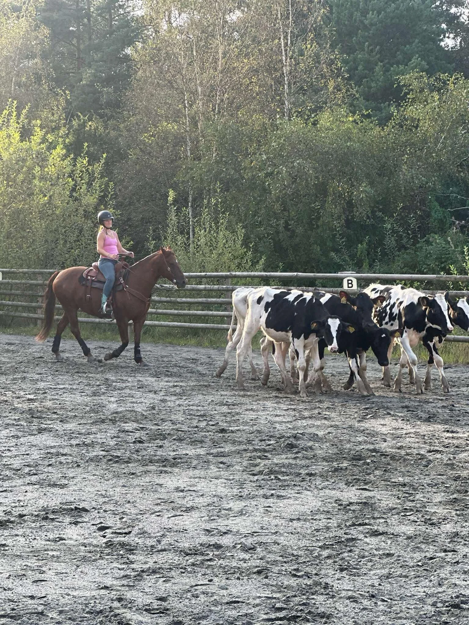 En person rider en häst och driver kor framför sig på en grusväg, omgiven av träd och staket.