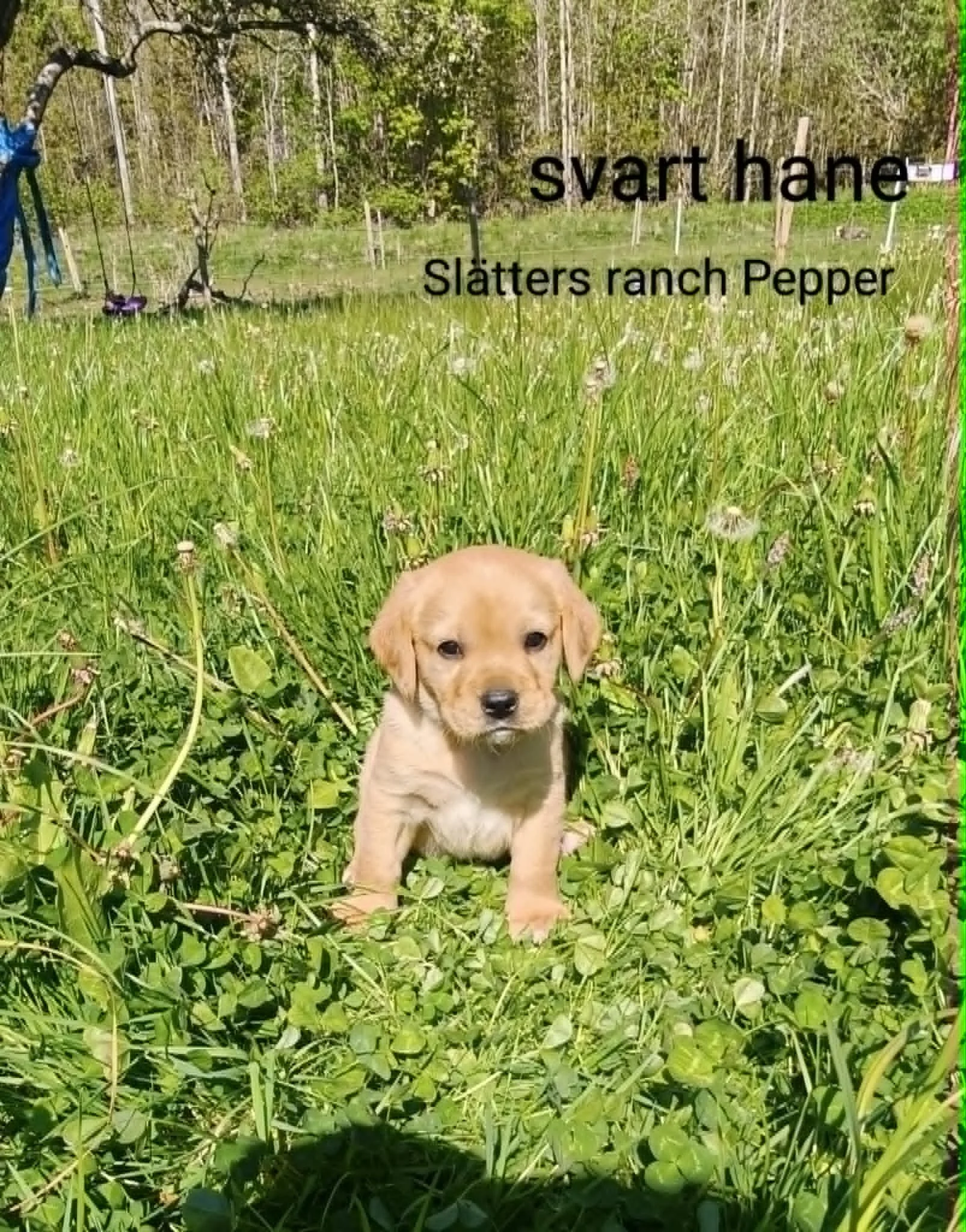 Pepper