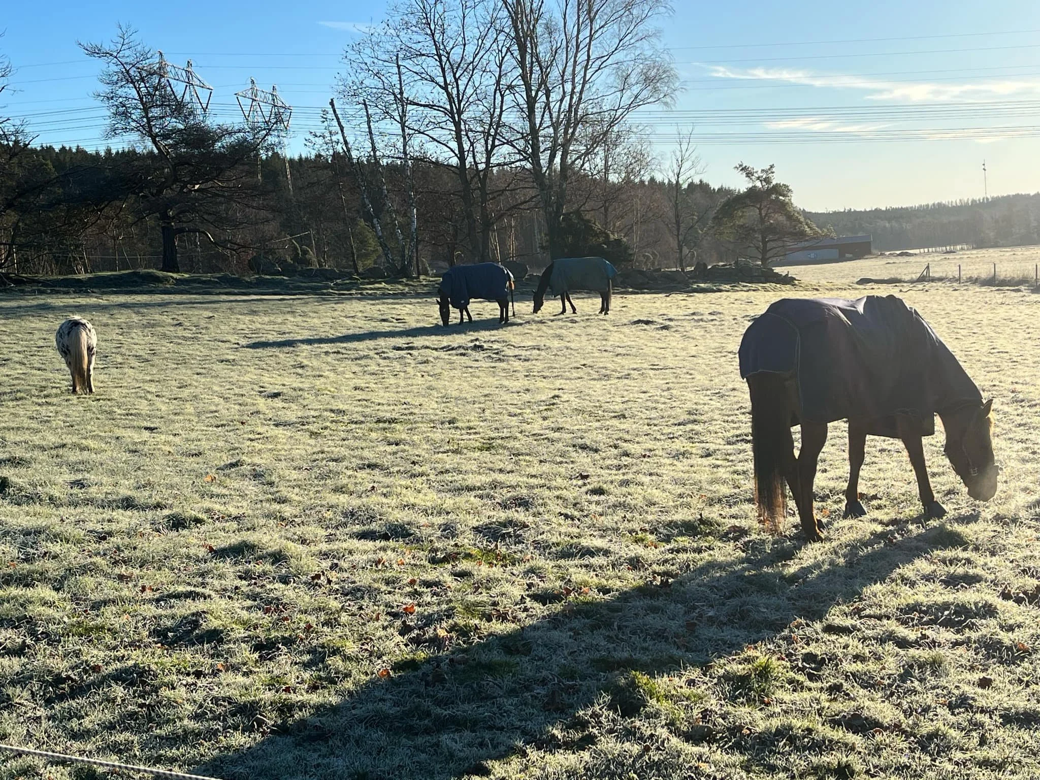 Hästar som betar i en frostig hage under en klar himmel.