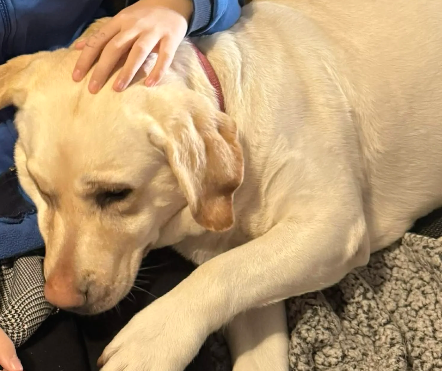 En gul hund som vilar med en person som klappar den på huvudet.